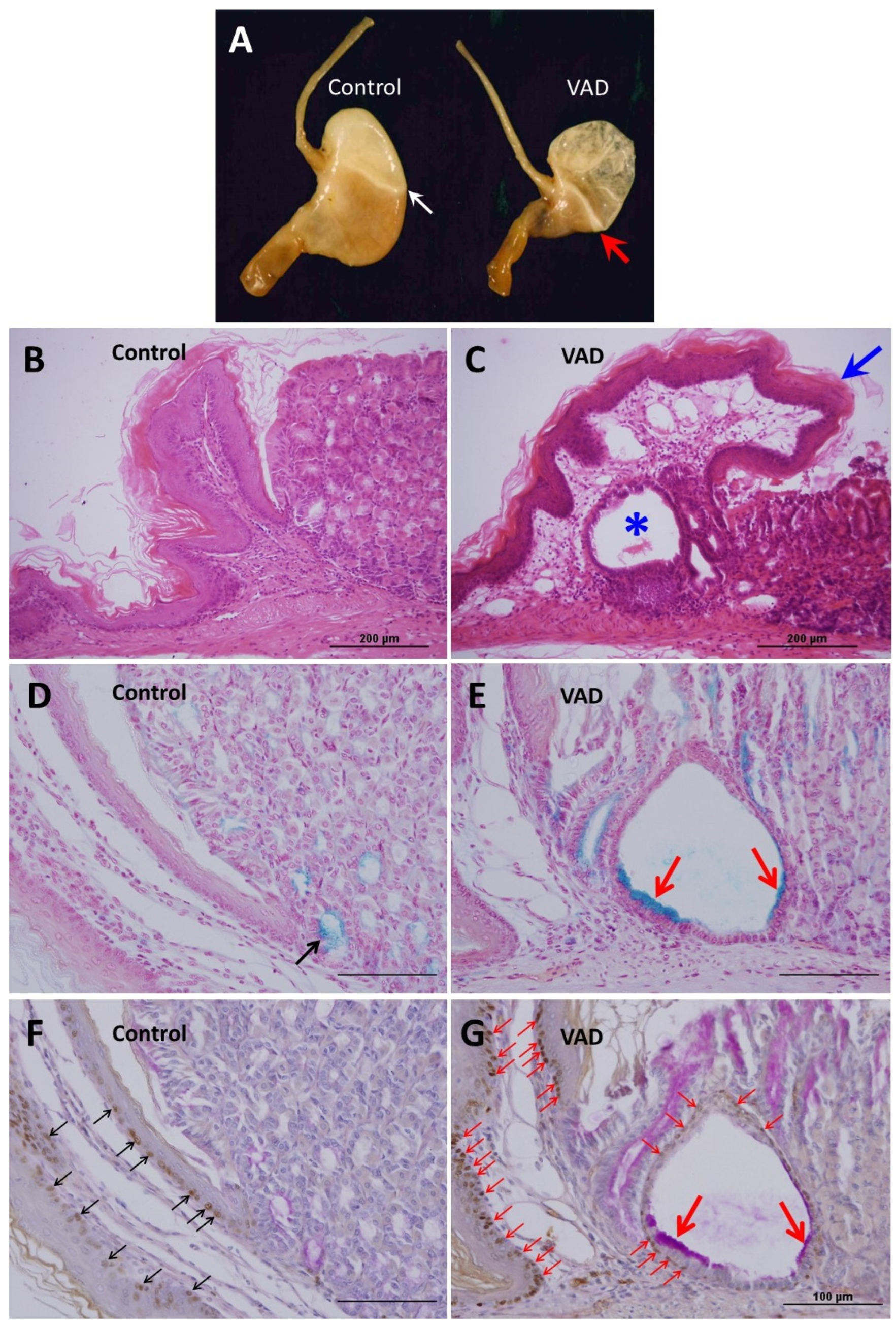Nutrients 14 03334 g003 Nutrients 14 03334 g003