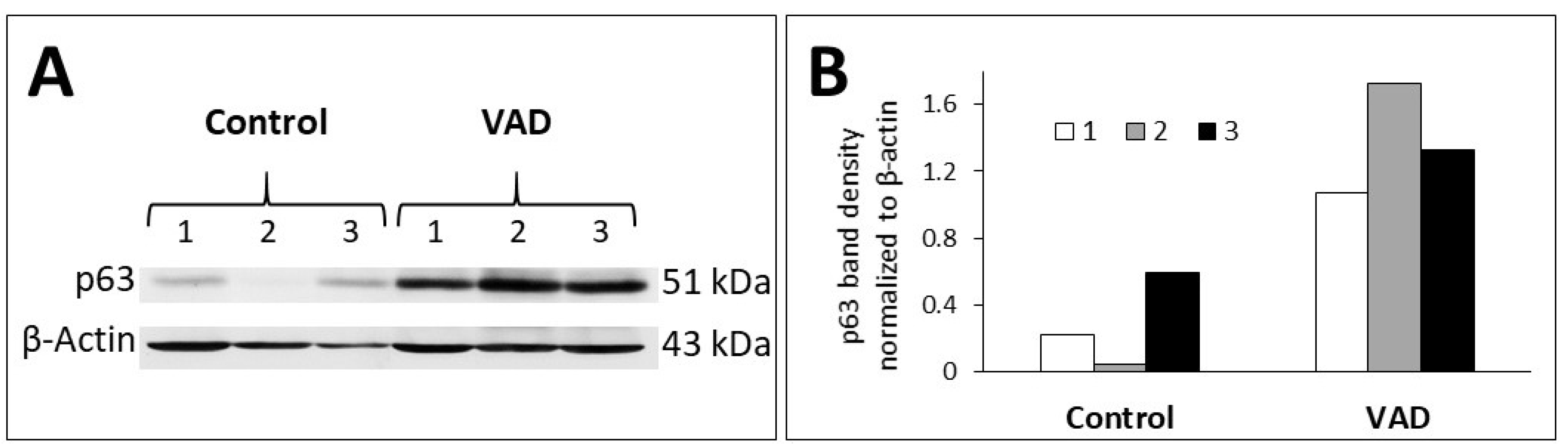 Nutrients 14 03334 g004 Nutrients 14 03334 g004
