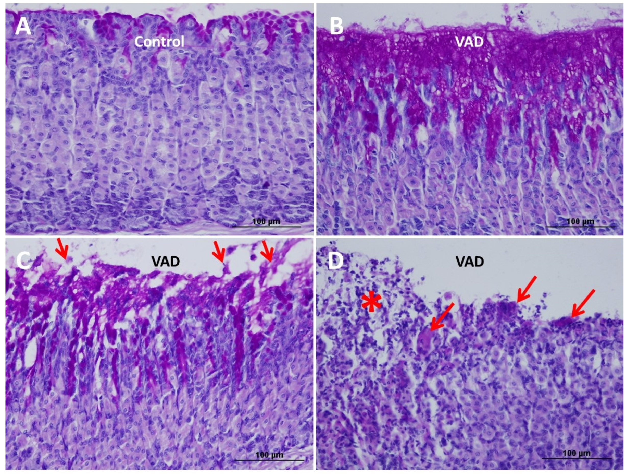 Nutrients 14 03334 g005 Nutrients 14 03334 g005
