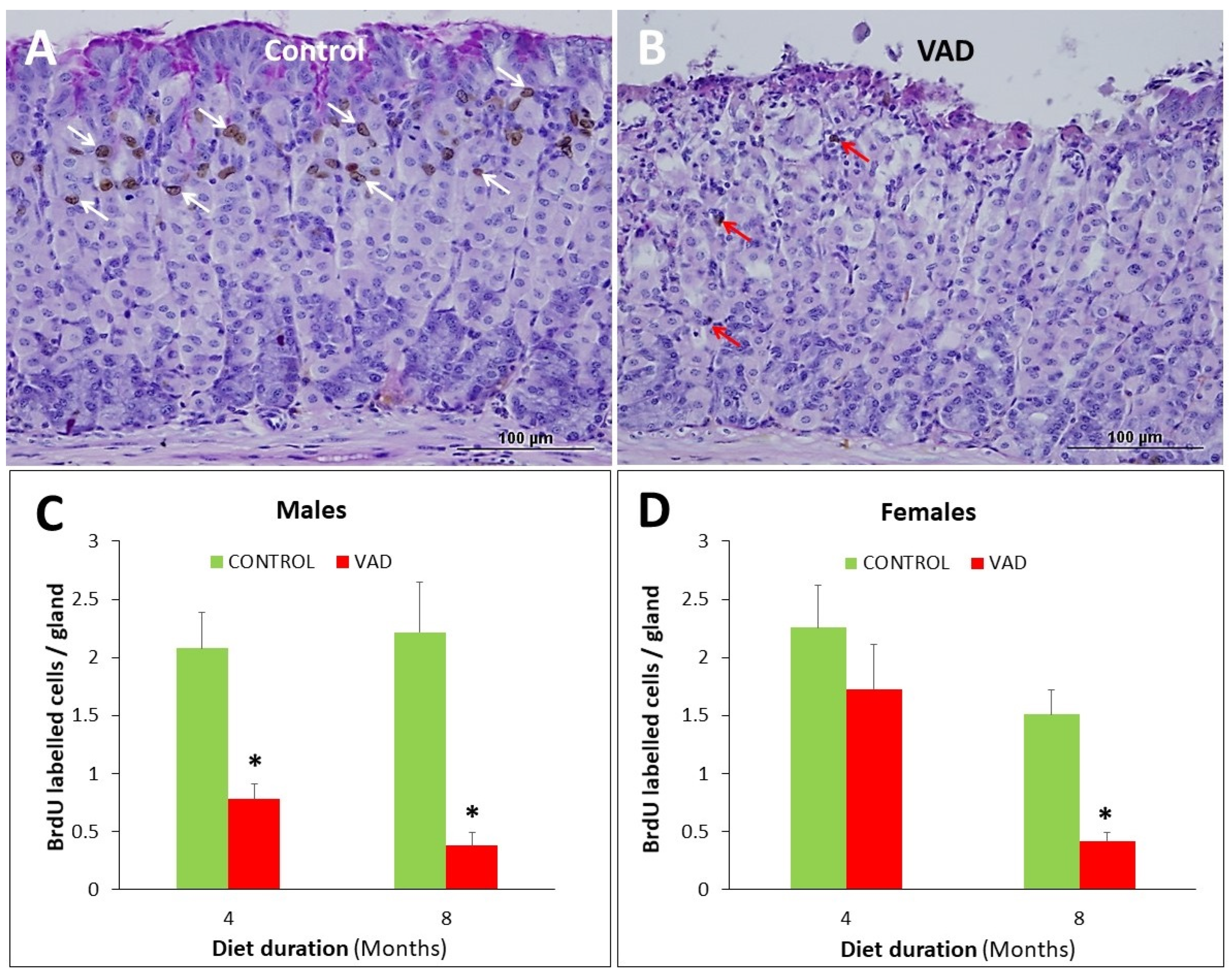 Nutrients 14 03334 g006 Nutrients 14 03334 g006