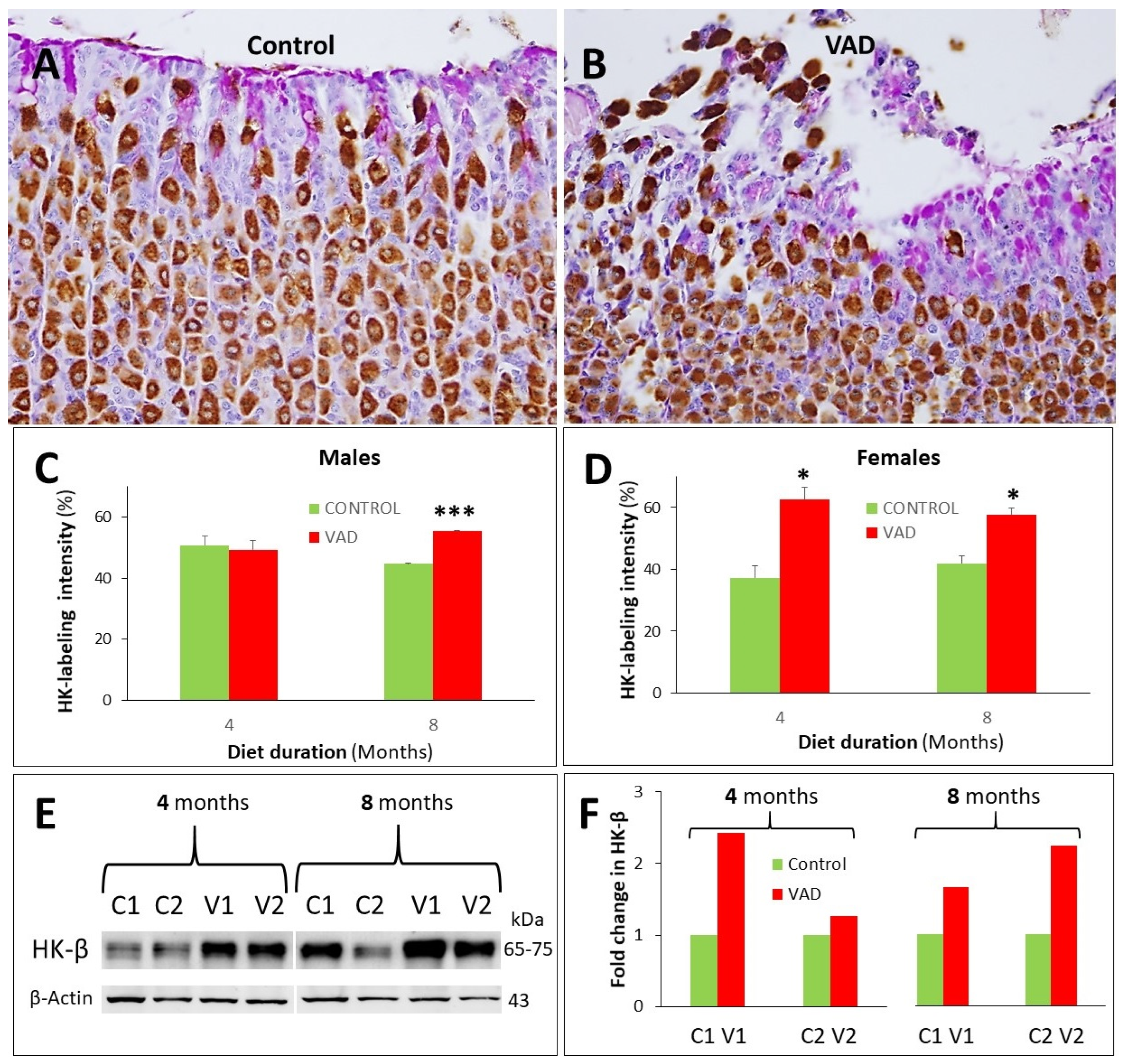 Nutrients 14 03334 g009 Nutrients 14 03334 g009
