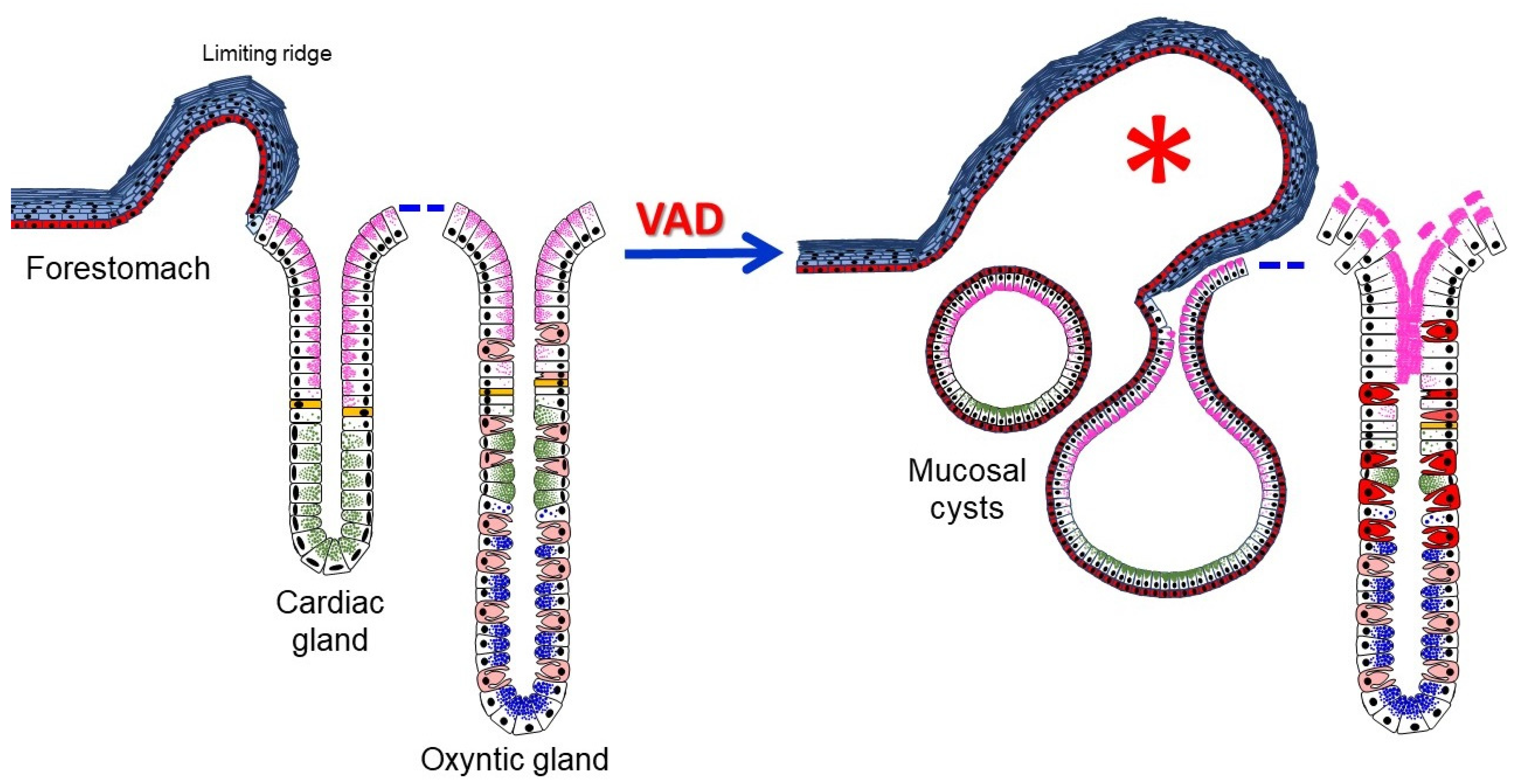 Nutrients 14 03334 g011 Nutrients 14 03334 g011