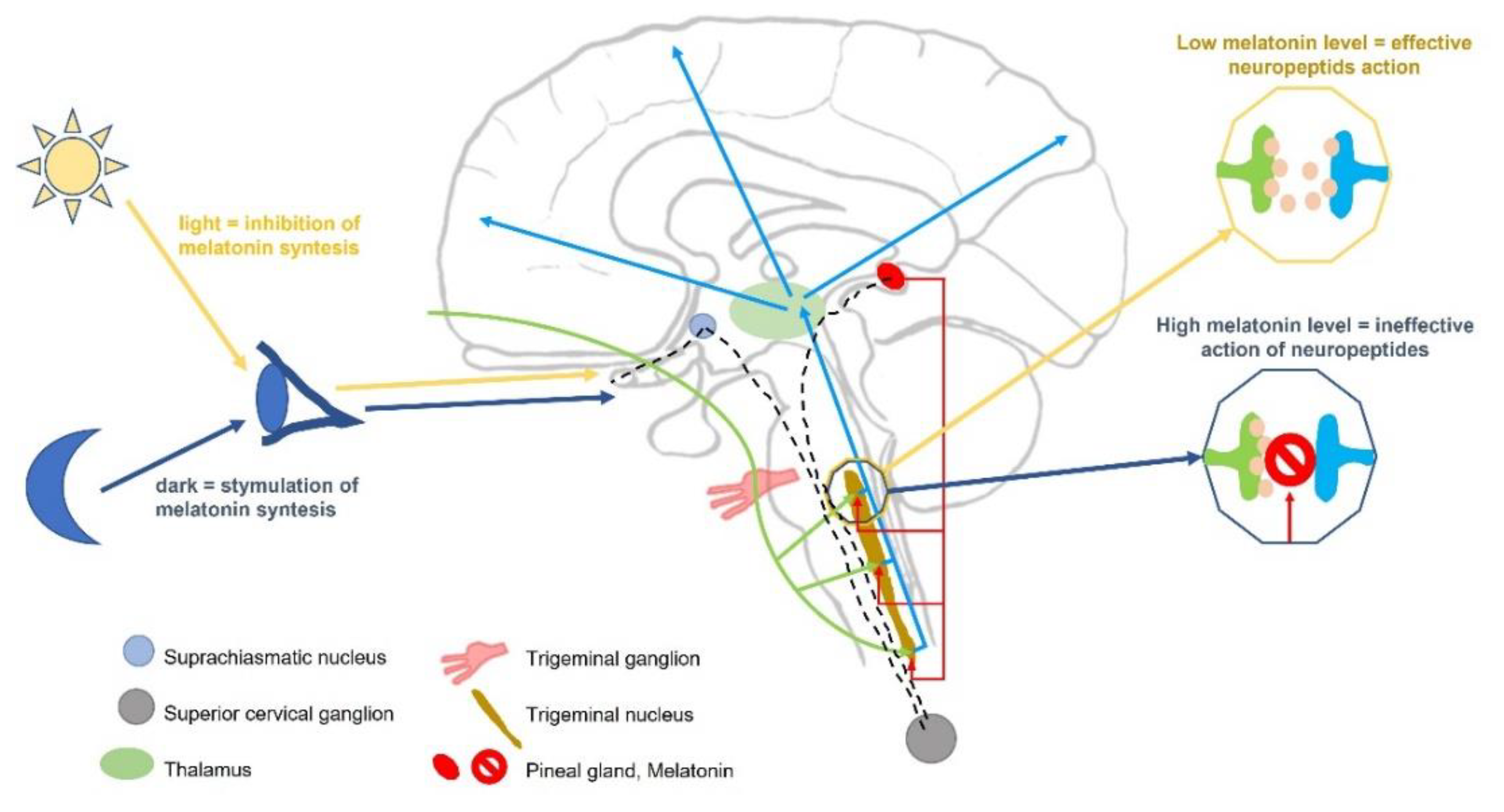 The Pathogenetic Role of Melatonin in Migraine and Its Theoretic ...