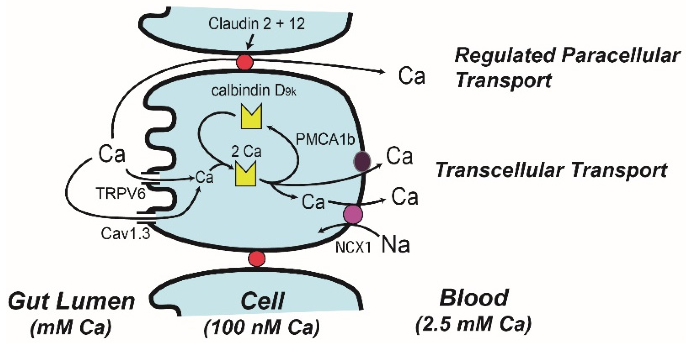 Nutrients Free FullText Vitamin DMediated Regulation of