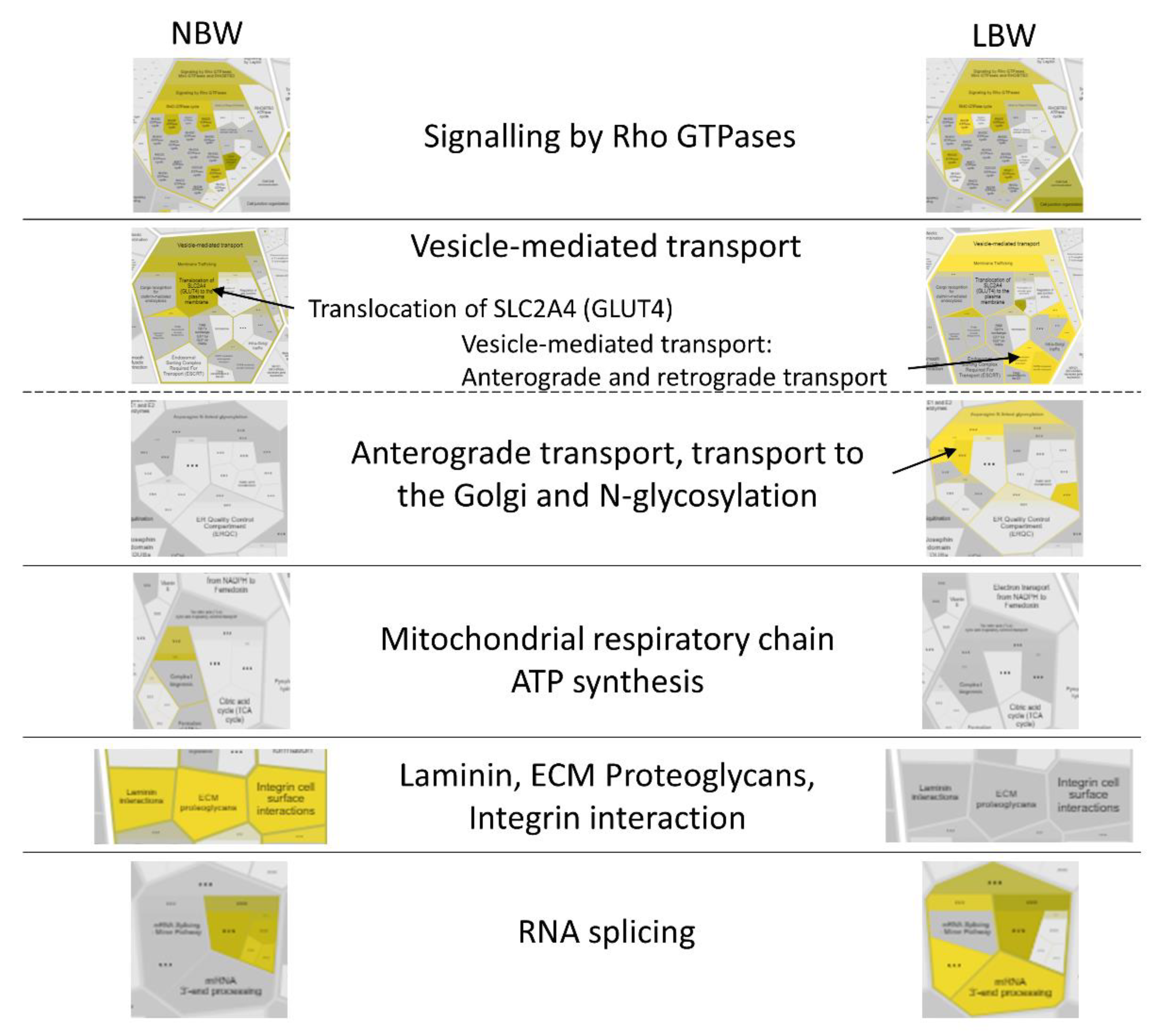 Nutrients 14 03440 g006 Nutrients 14 03440 g006