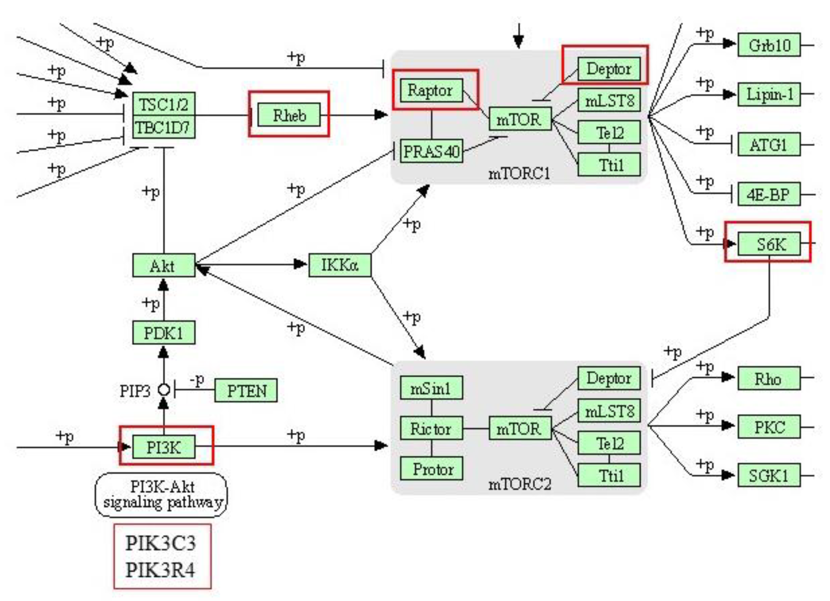 Nutrients 14 03440 g007 Nutrients 14 03440 g007