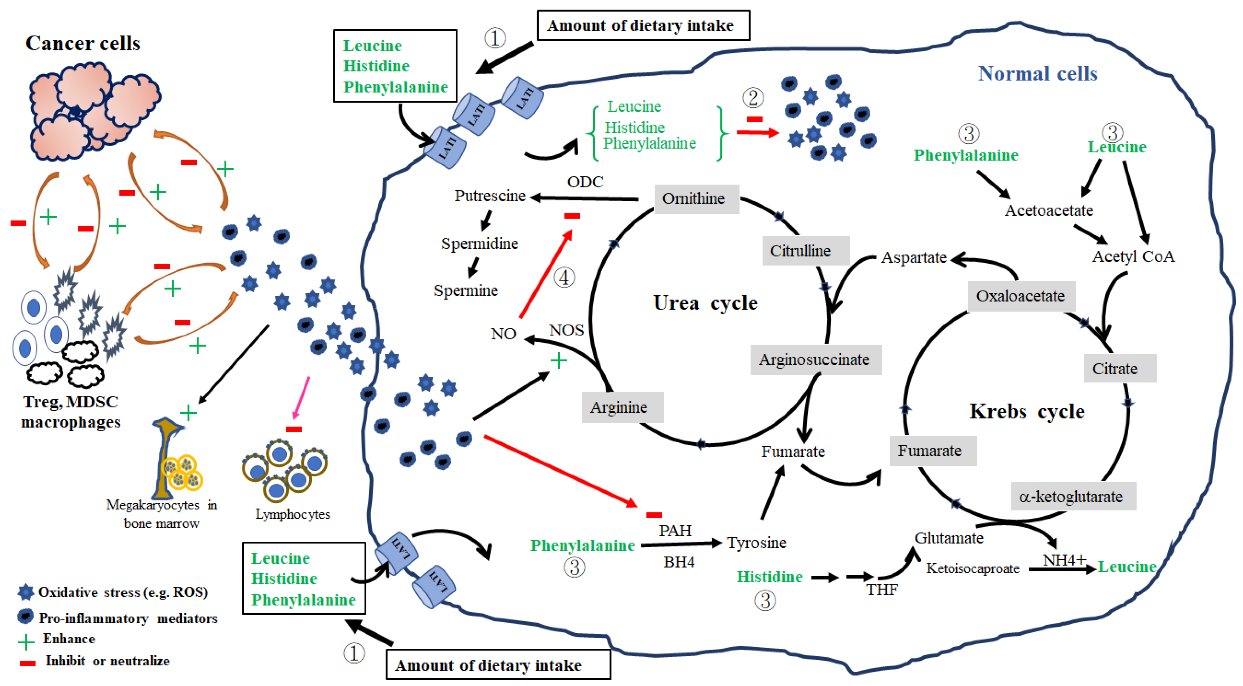 Nutrients 14 03475 g002 Nutrients 14 03475 g002