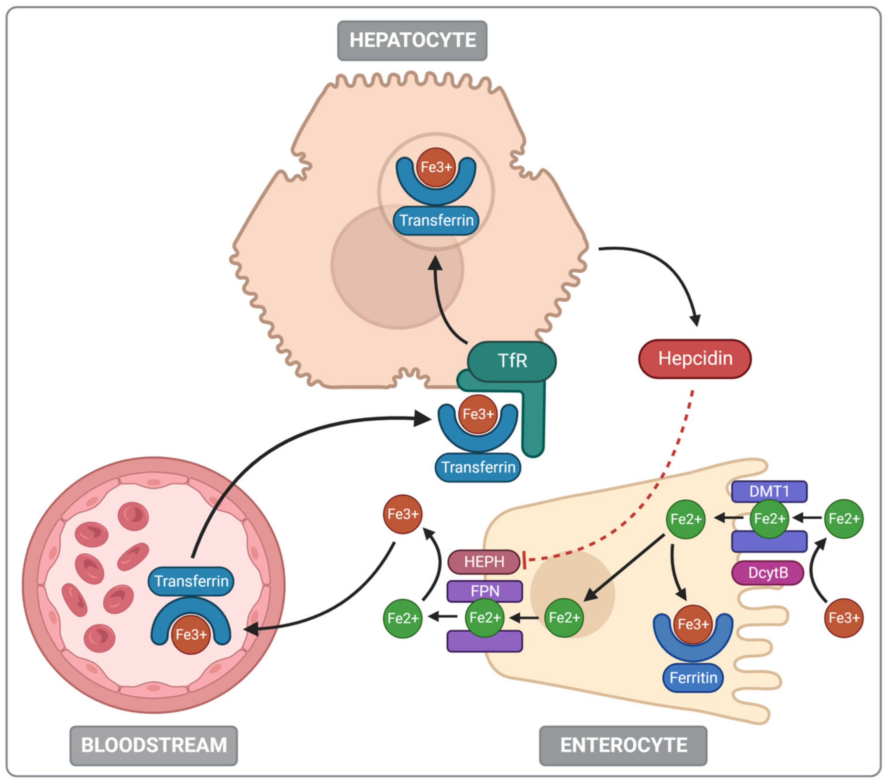 Nutrients 14 03478 g002 550