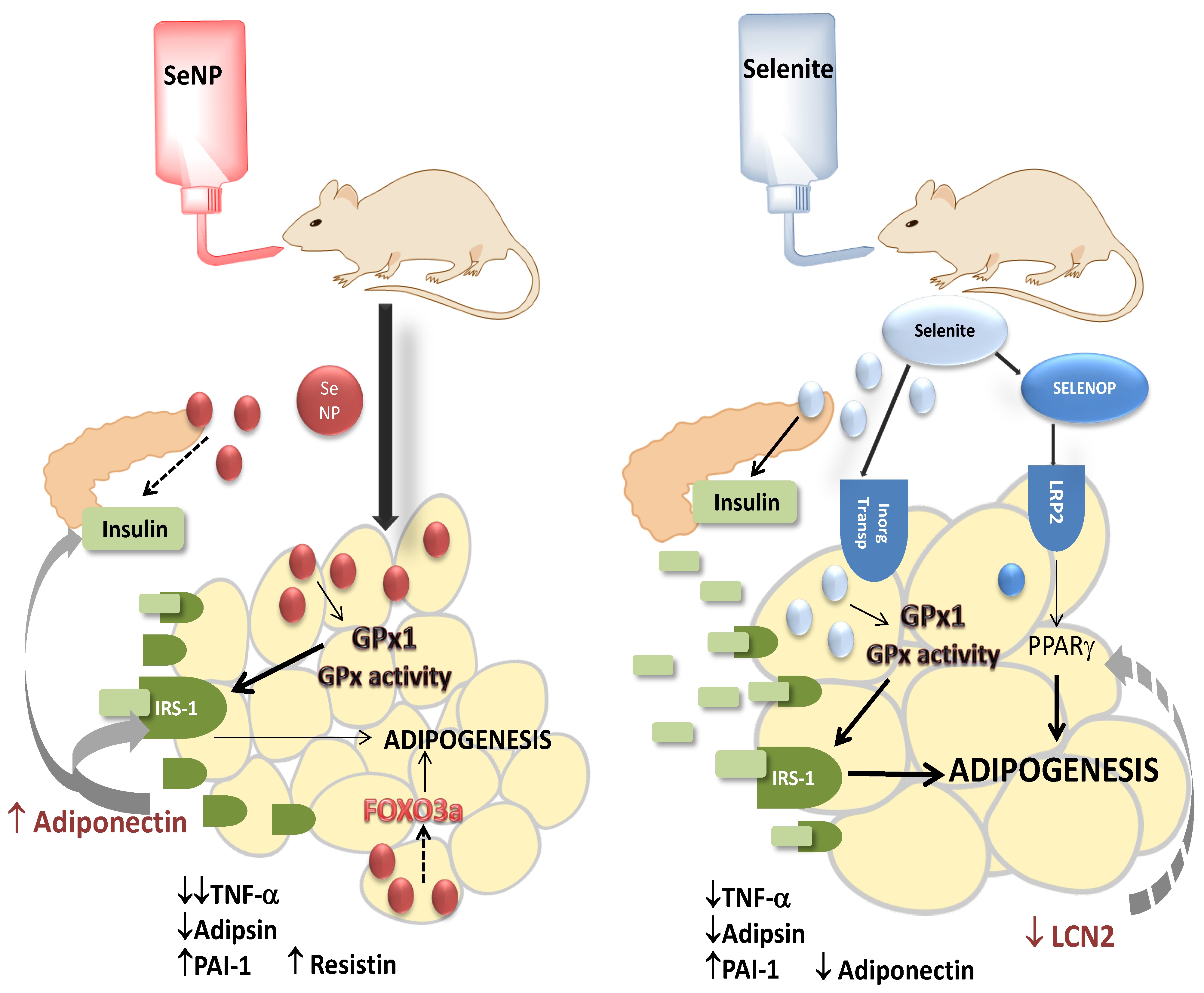 Nutrients 14 03571 g007 550