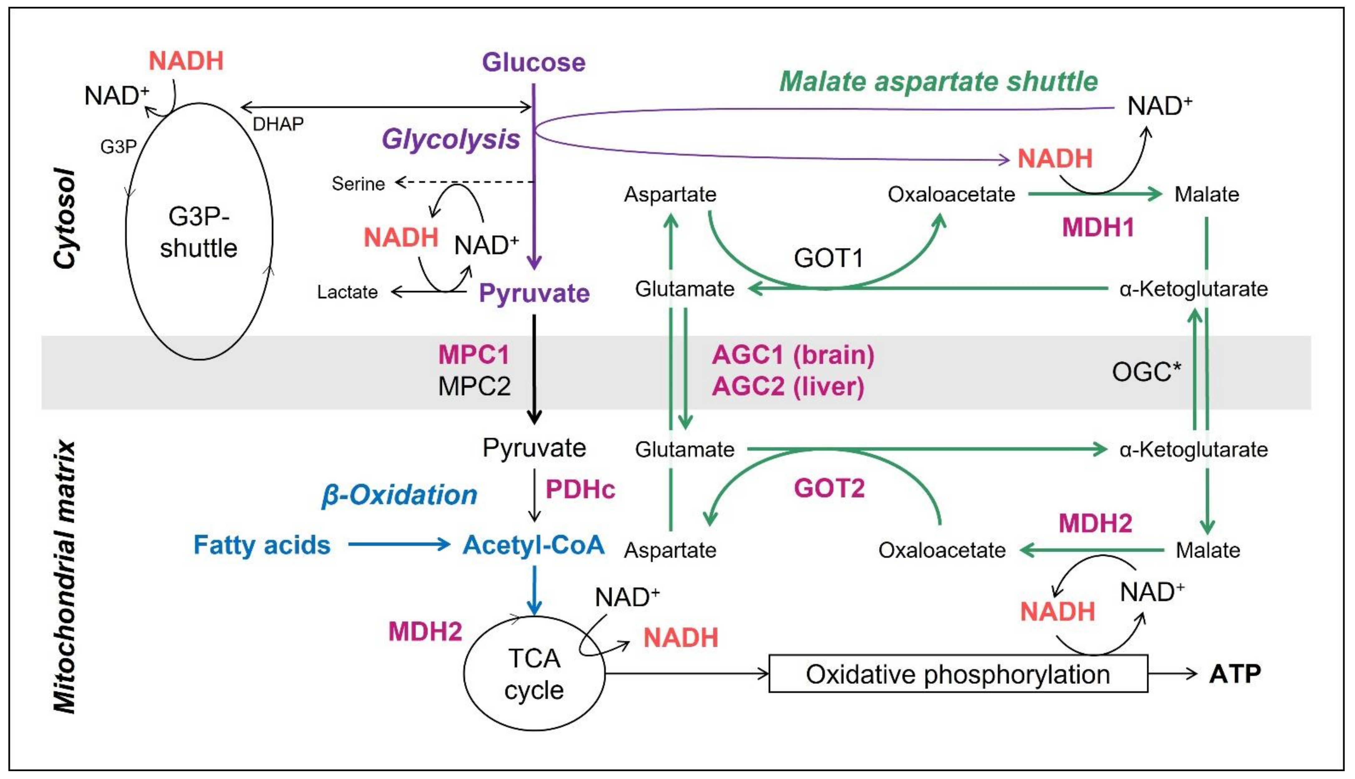 Nutrients 14 03605 g001