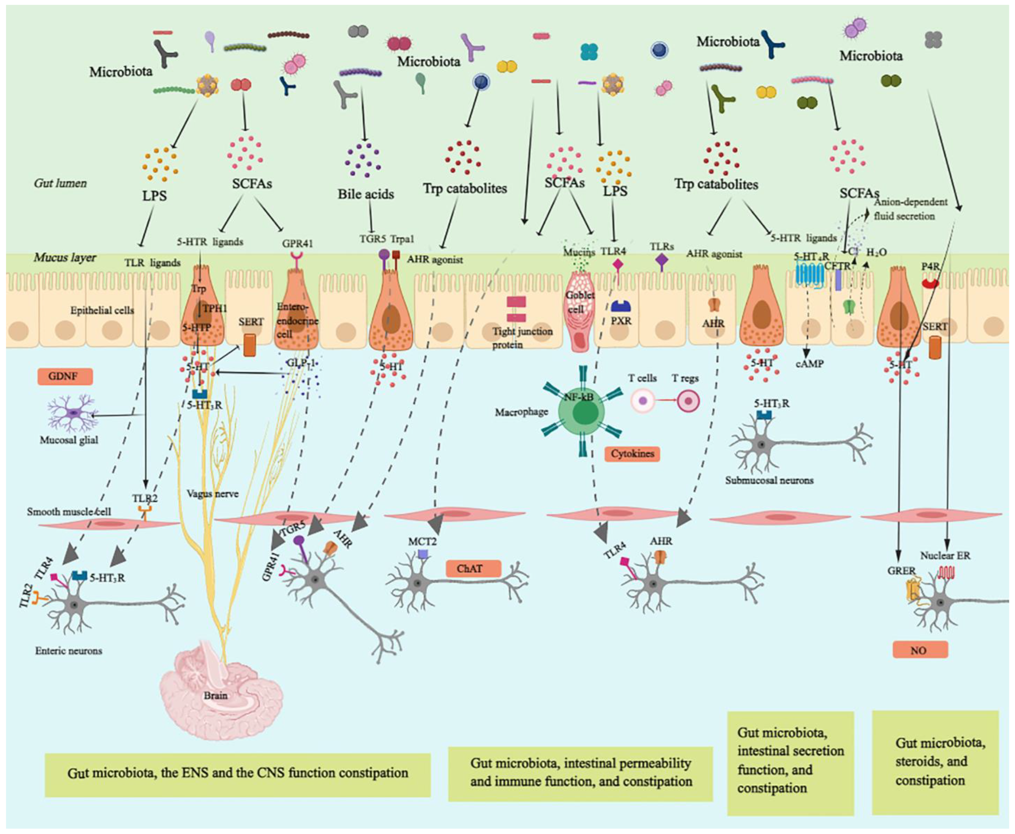Fortifying gut motility Fortifying gut motility