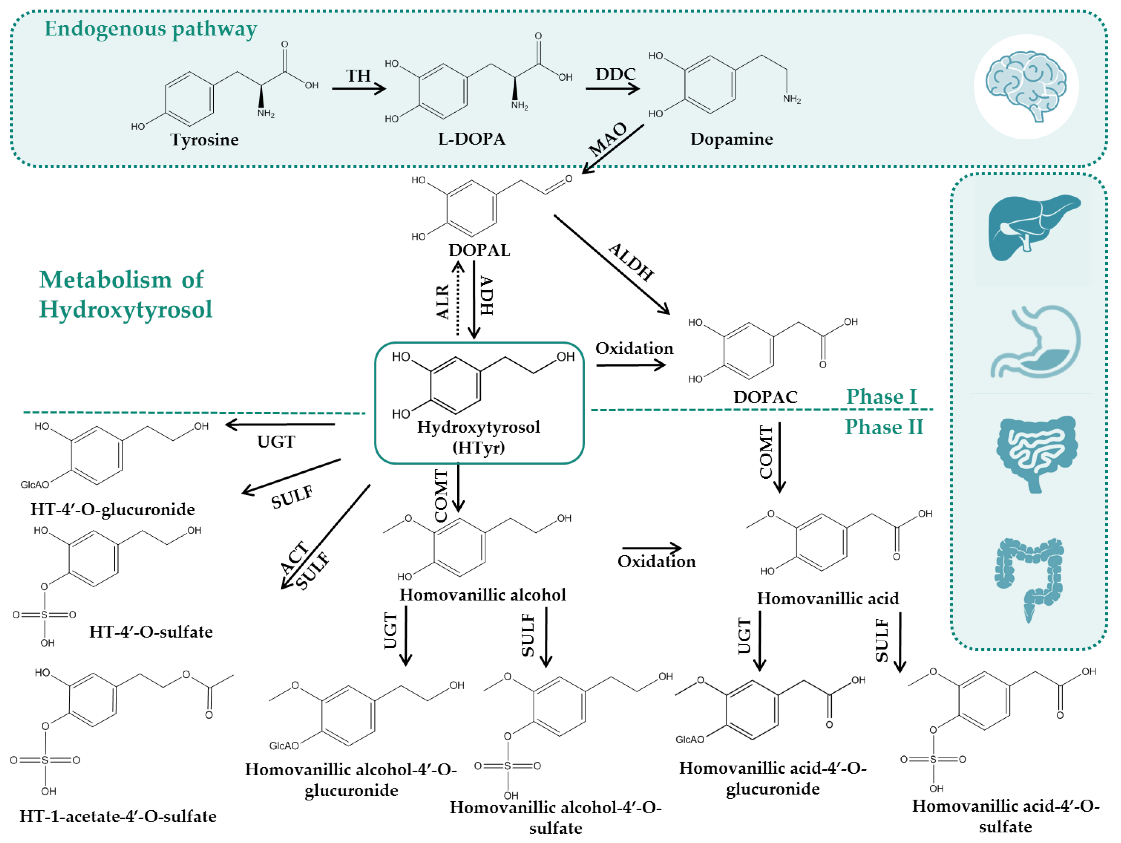 Nutrients 14 03773 g003 Nutrients 14 03773 g003