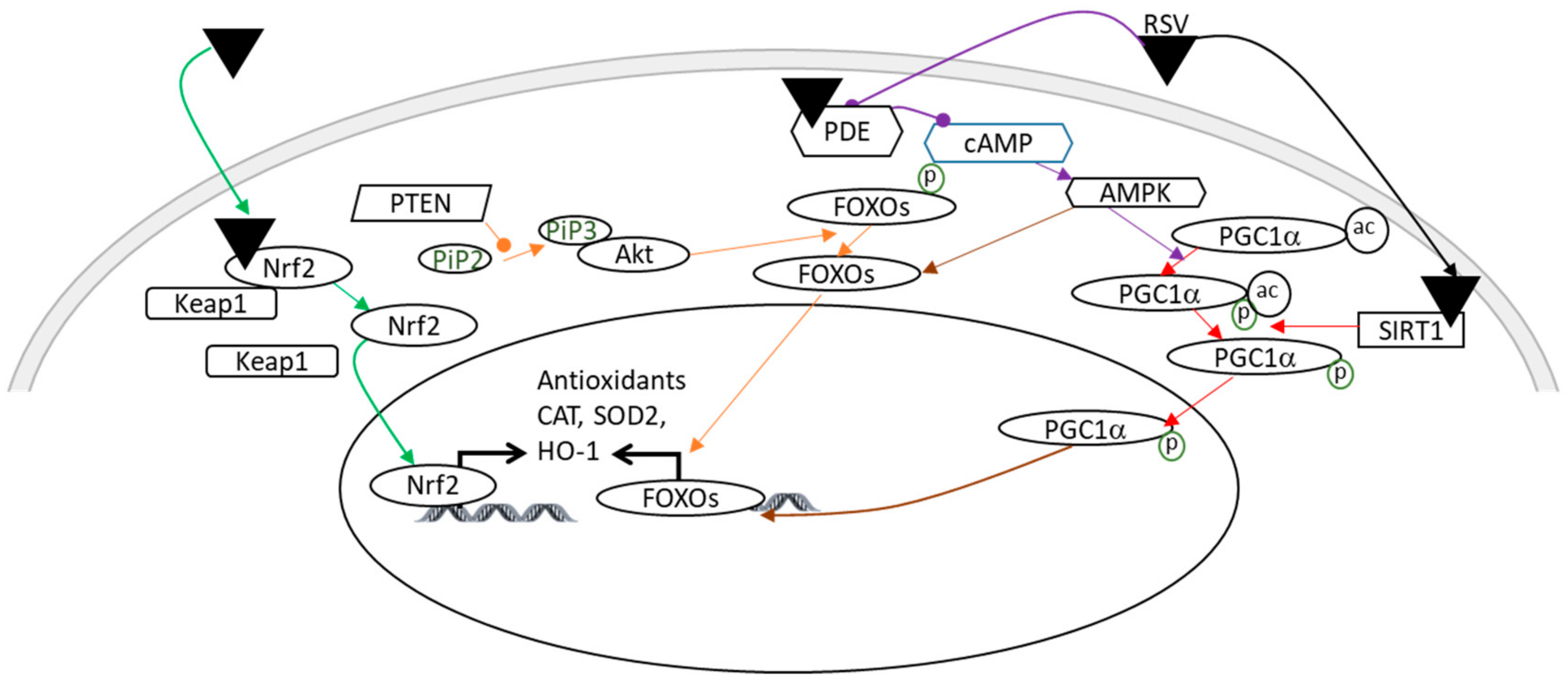 Nutrients 14 03793 g003 Nutrients 14 03793 g003
