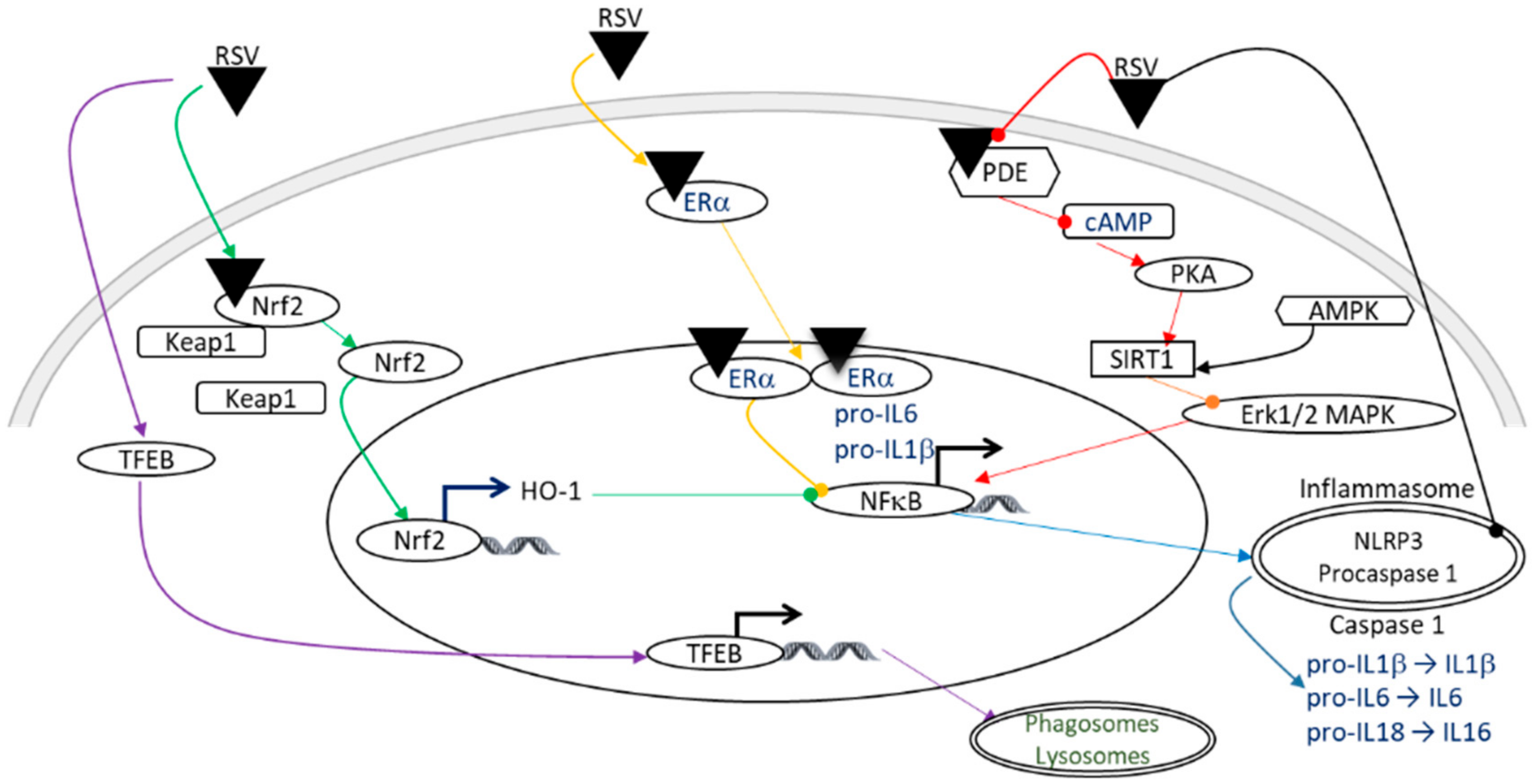 Nutrients 14 03793 g004 Nutrients 14 03793 g004