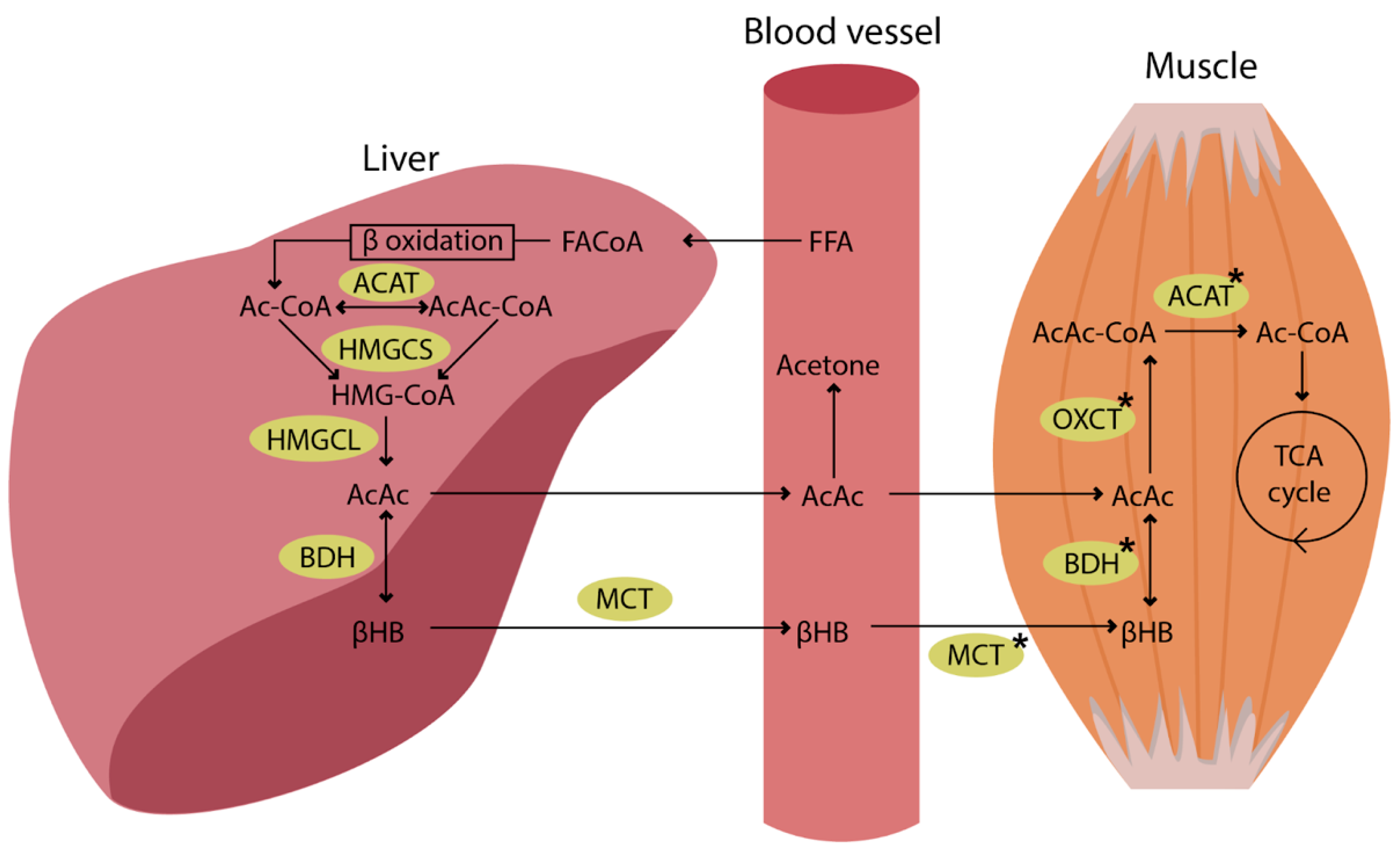 Nutrients Free Full Text Effects Of Ketogenic Diet On Muscle nutrients-free-full-text-effects-of-ketogenic-diet-on-muscle