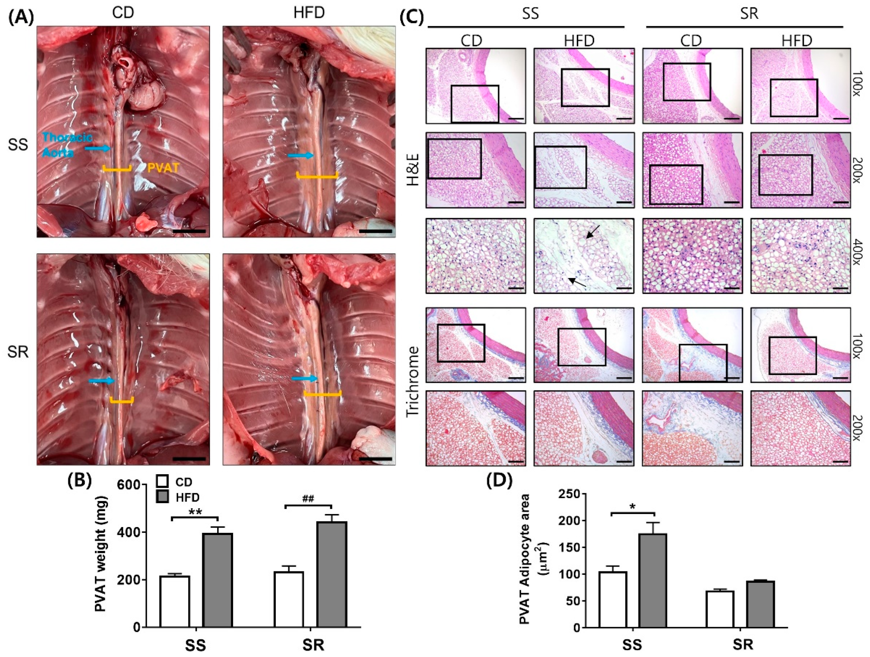 Nutrients 14 03843 g002 Nutrients 14 03843 g002