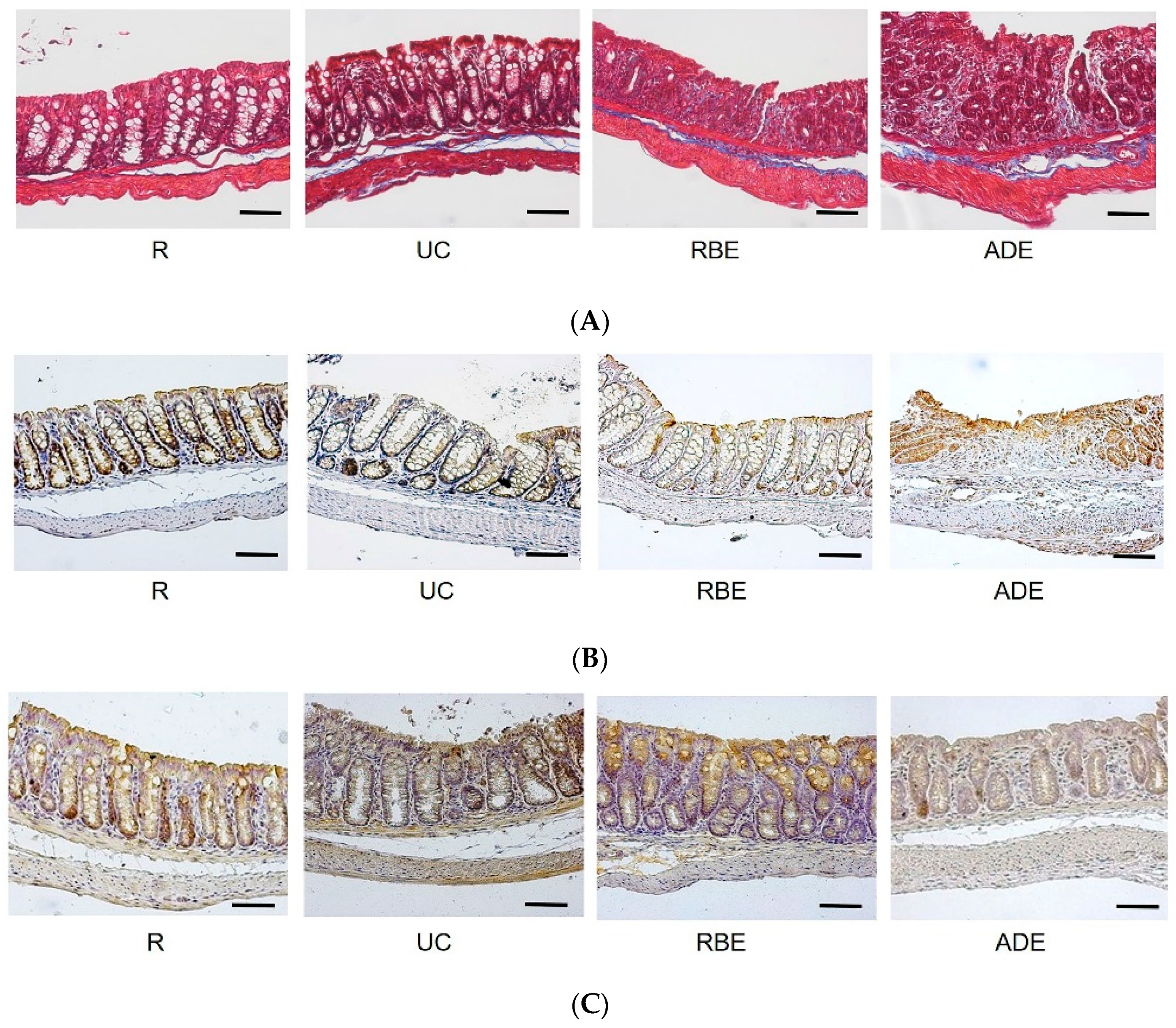 Nutrients 14 03877 g002a Nutrients 14 03877 g002a