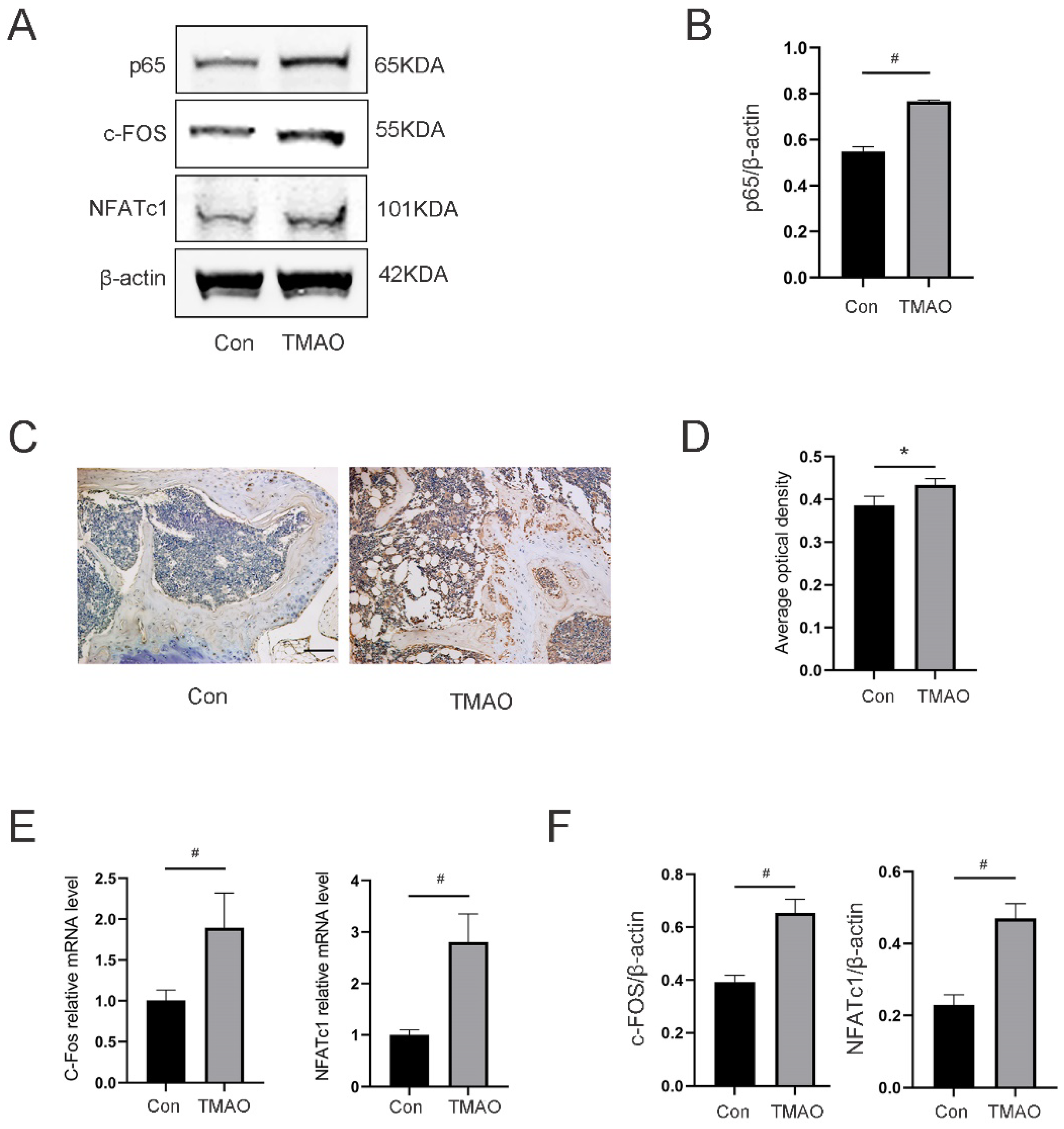 Nutrients 14 03955 g008 Nutrients 14 03955 g008