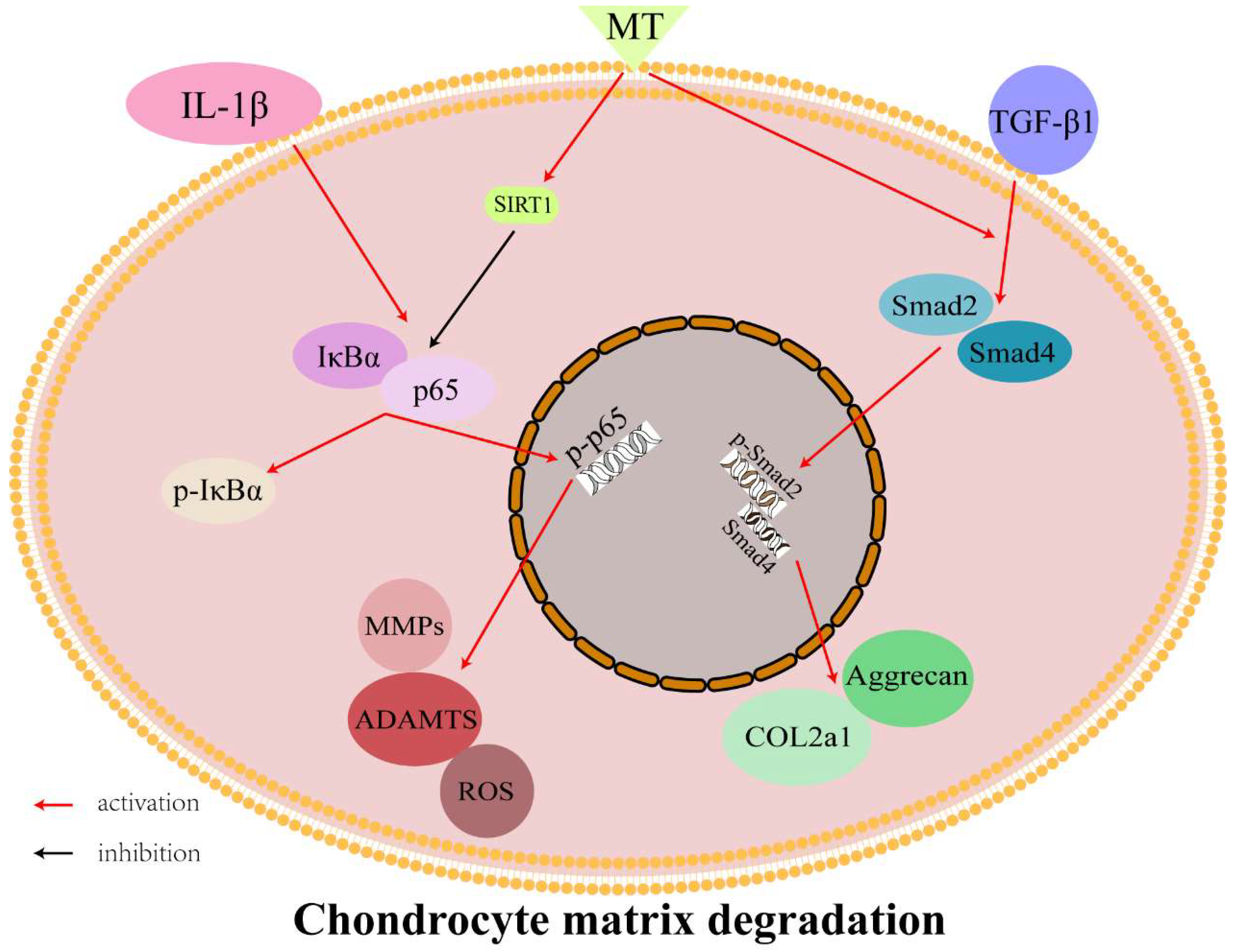 Nutrients 14 03966 g009 Nutrients 14 03966 g009