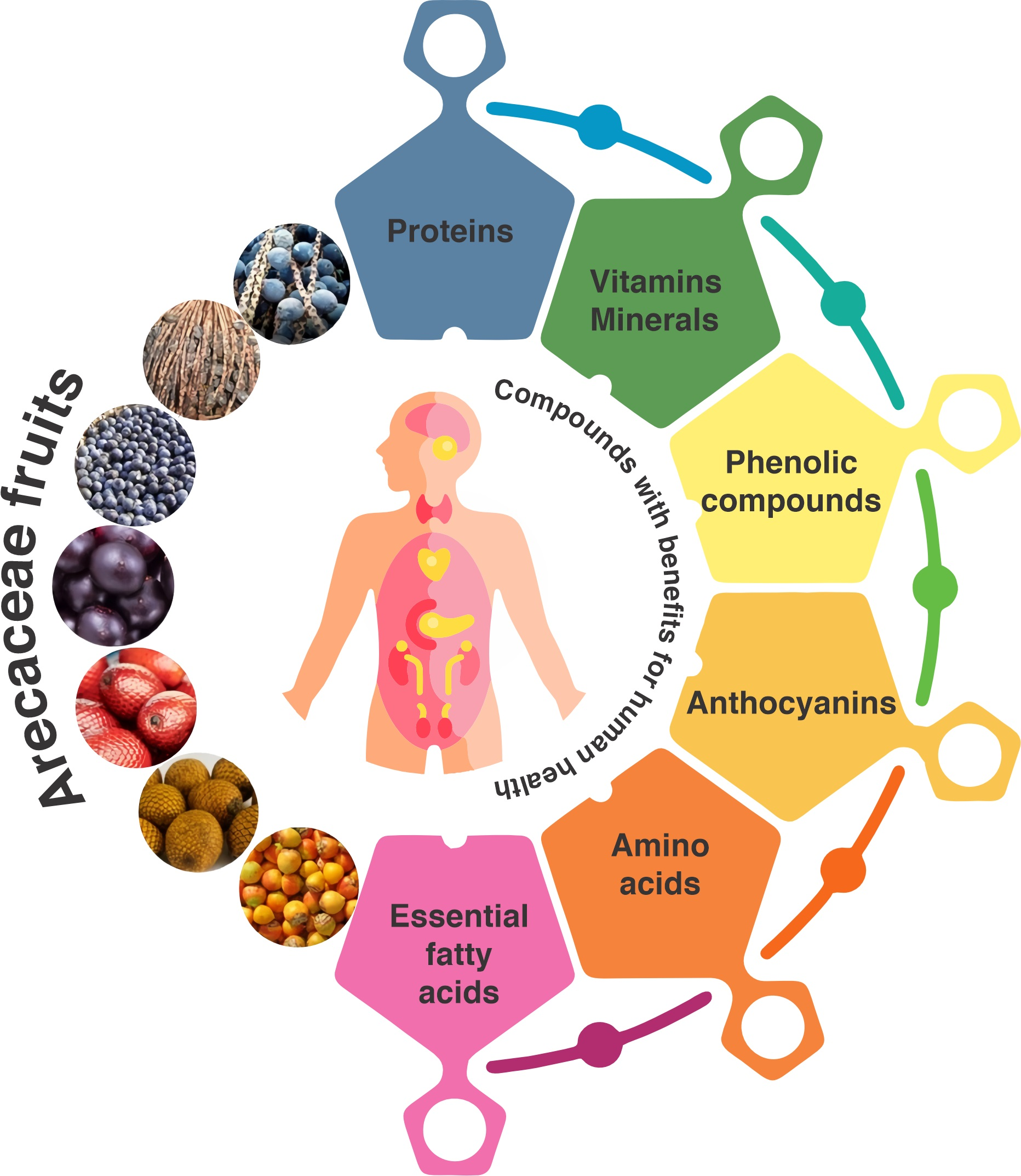 Nutrients Free FullText Nutritional Composition and Bioactive