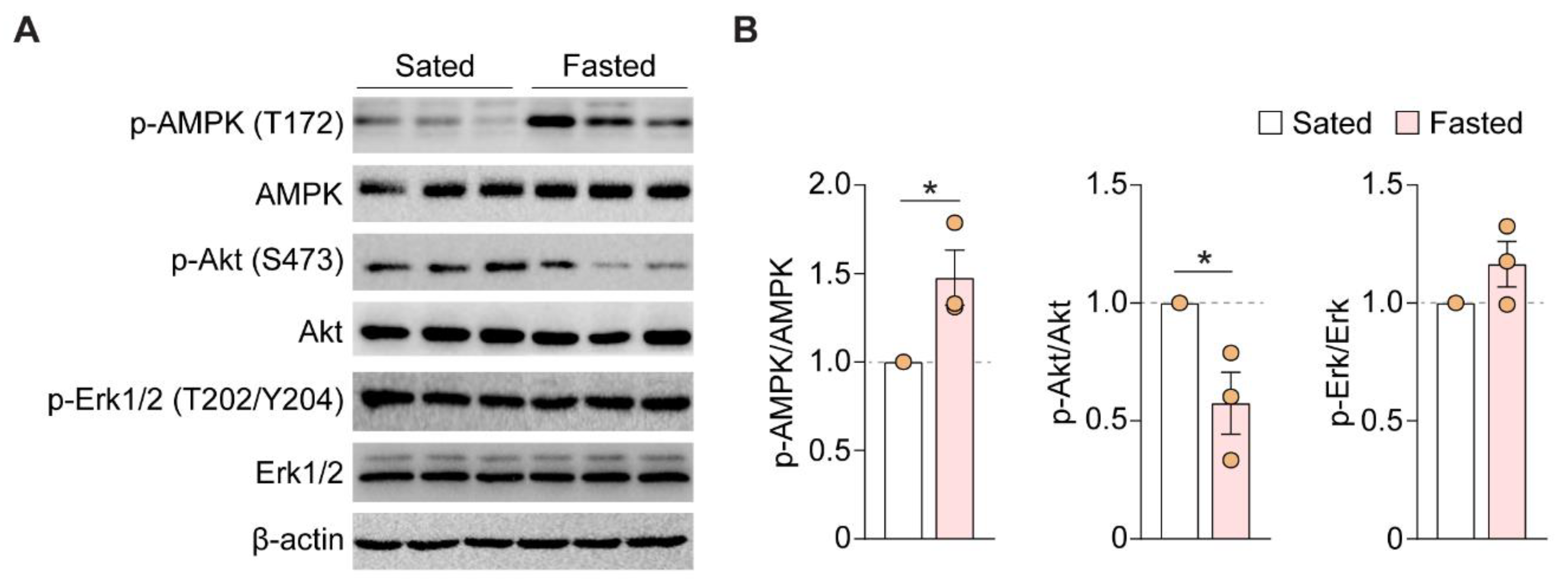 Nutrients 14 04156 g004 Nutrients 14 04156 g004