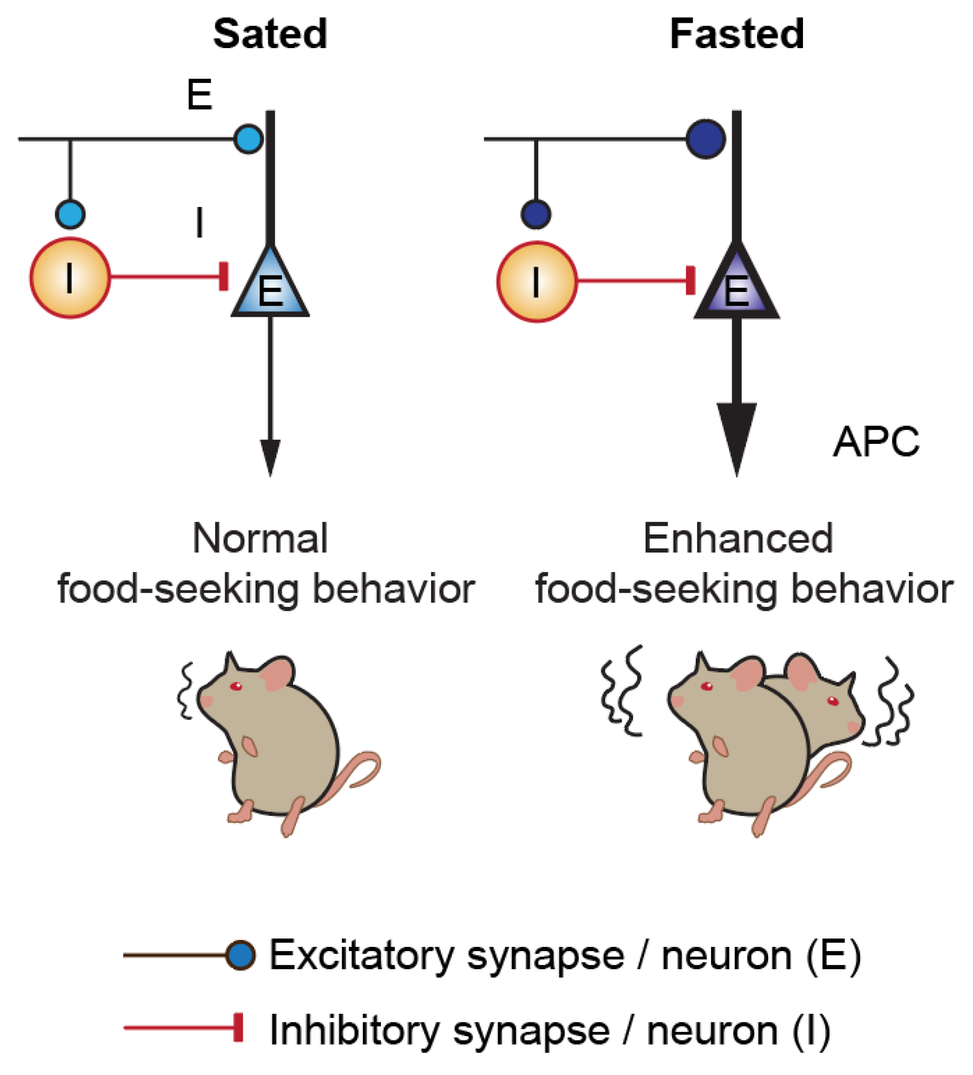 Nutrients 14 04156 g005 Nutrients 14 04156 g005