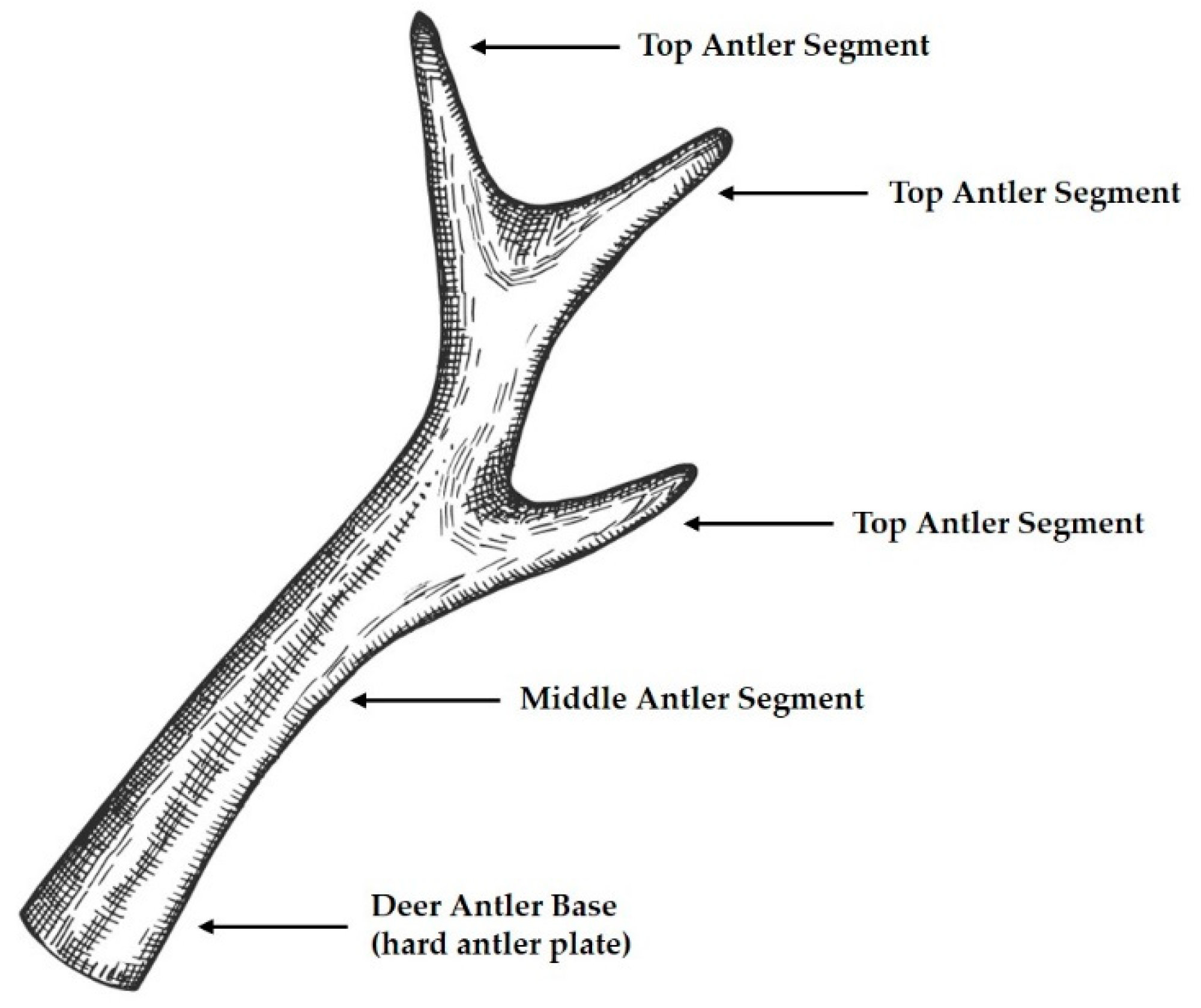Learn Deer Antler Benefits and Effects: Simple tips for using it to boost your well being.