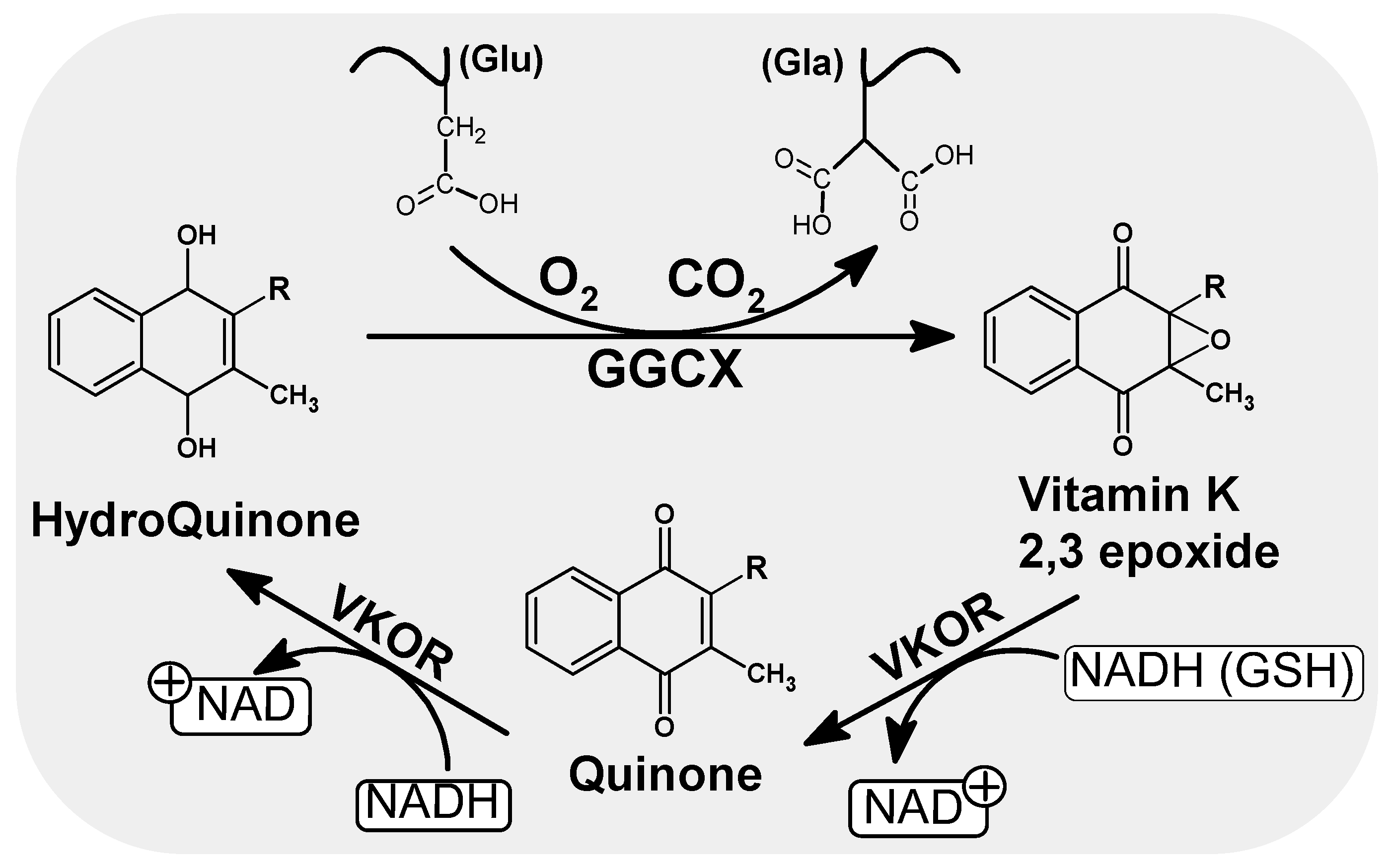 Nutrients Free FullText Vitamin K Contribution to DNA Damage