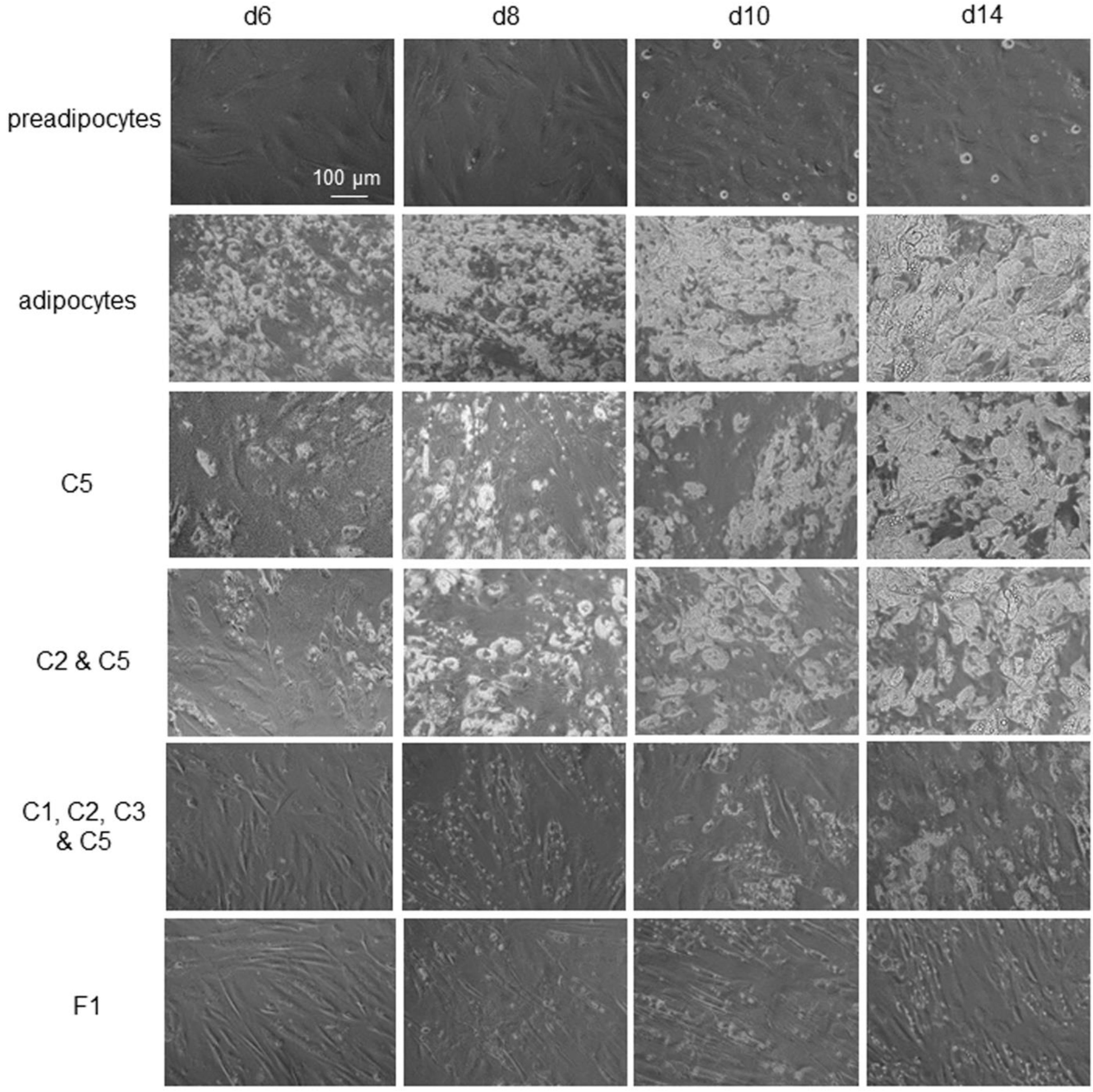 Nutrients 14 04325 g007 Nutrients 14 04325 g007