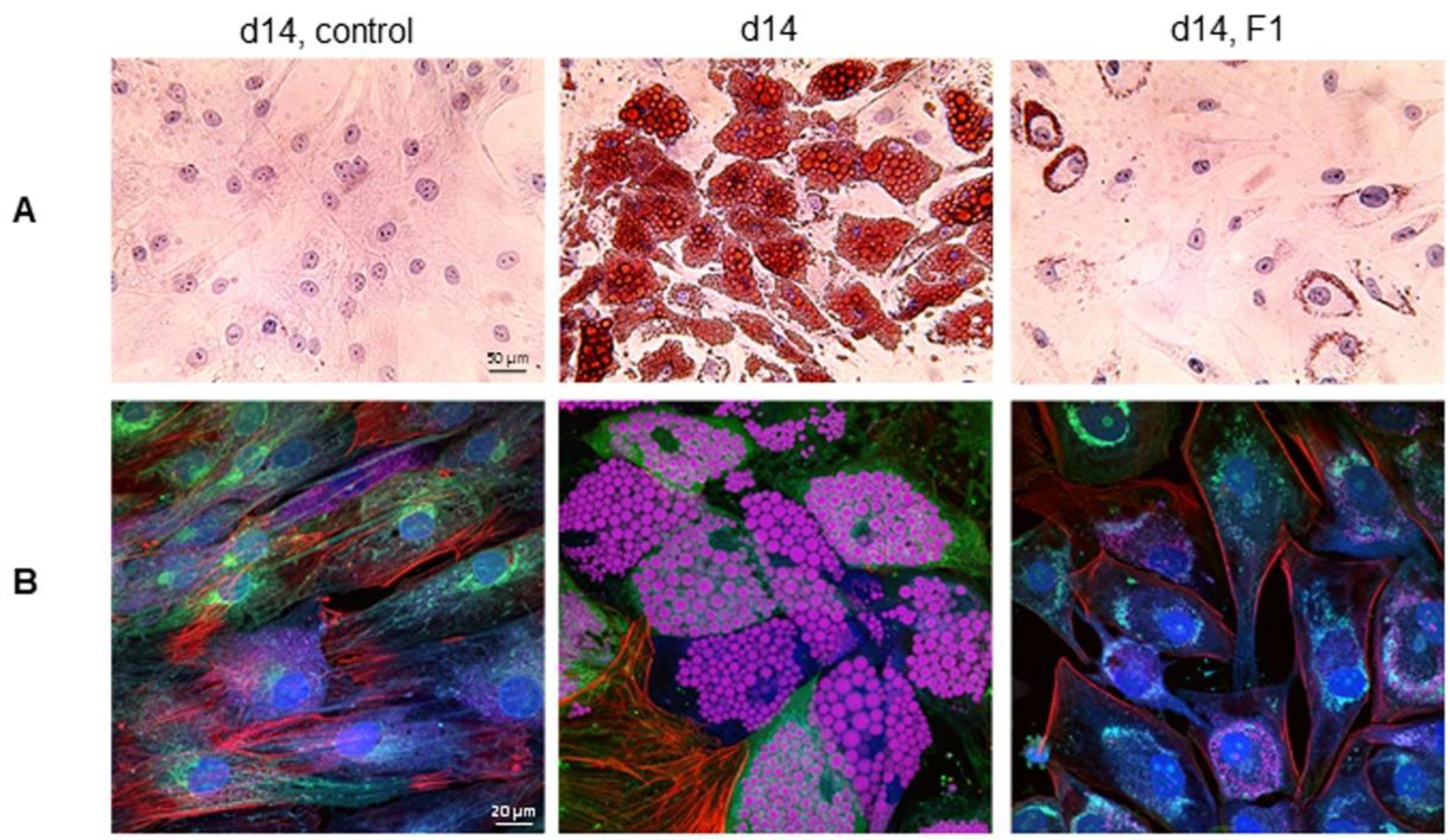 Nutrients 14 04325 g008 Nutrients 14 04325 g008
