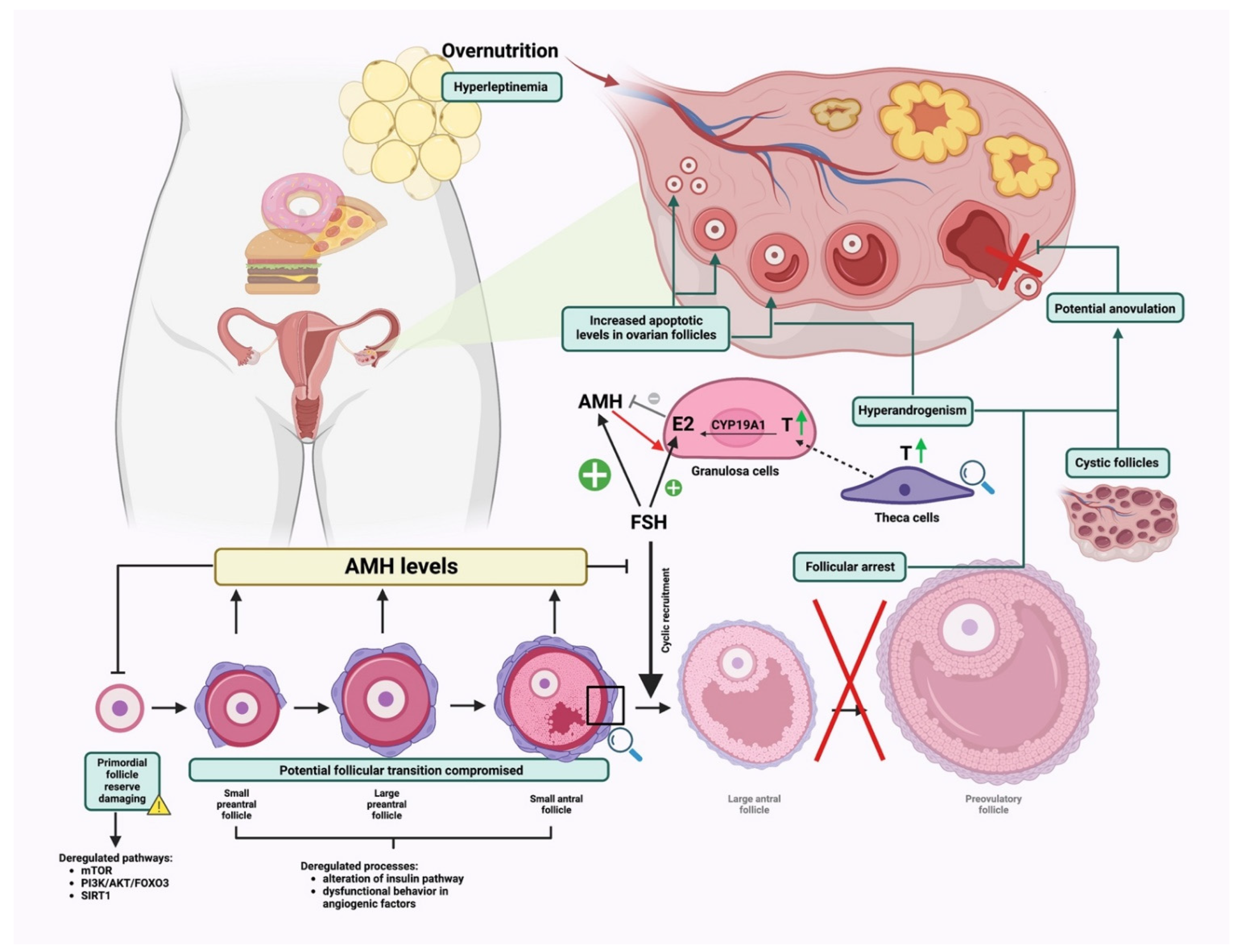 Nutrients 14 04341 g003 Nutrients 14 04341 g003