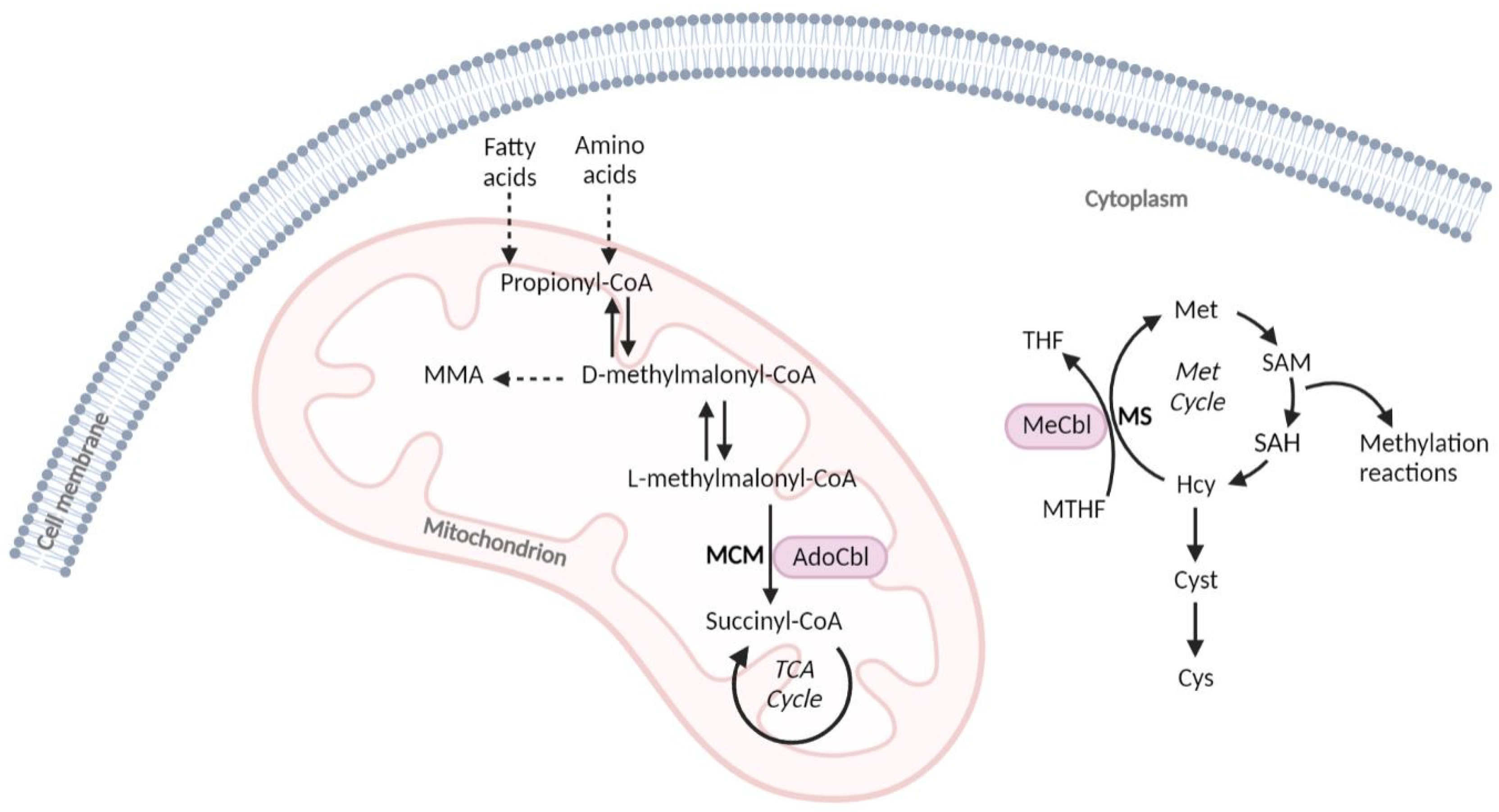 Nutrients 14 04397 g001 Nutrients 14 04397 g001
