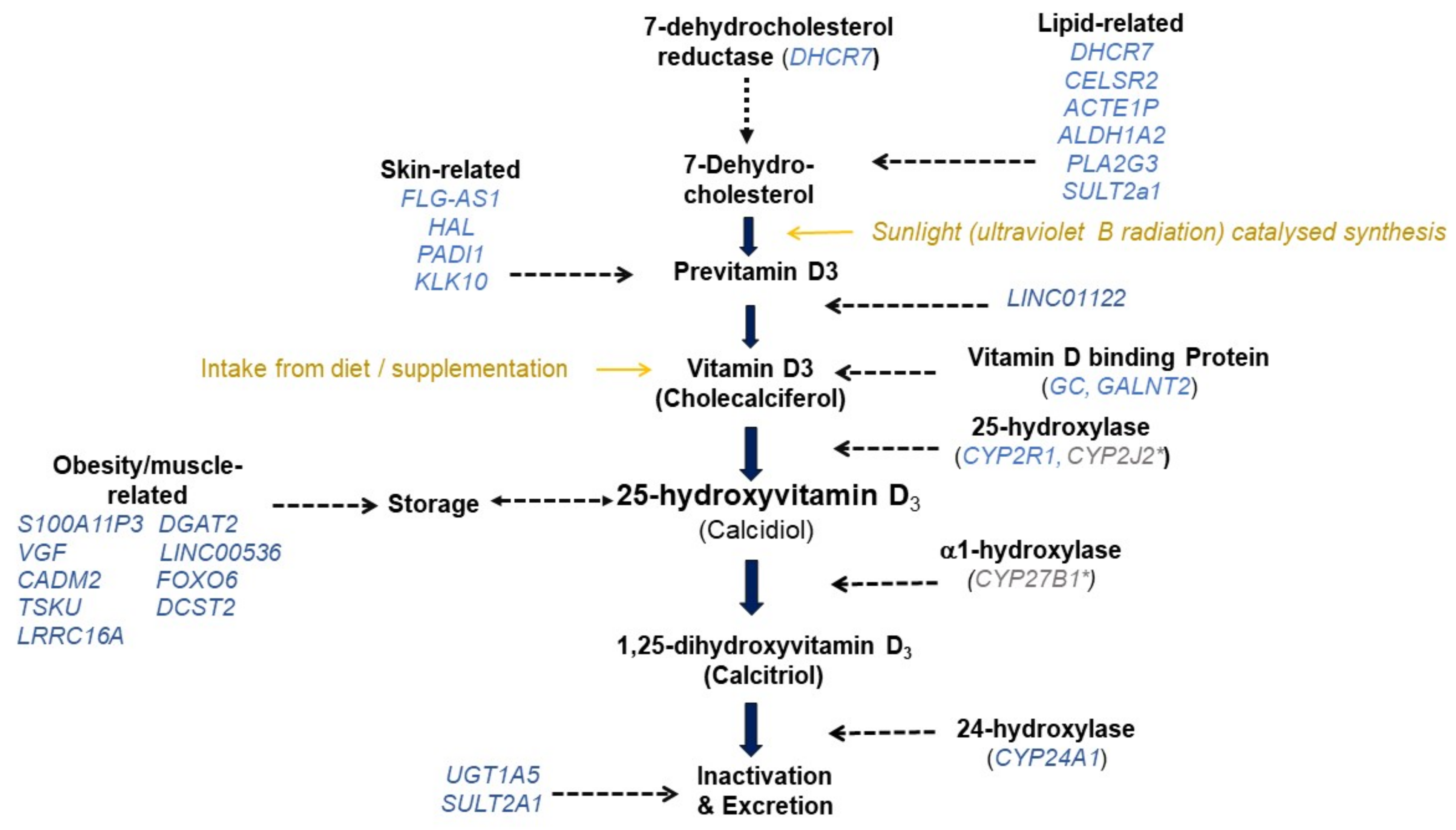 Nutrients Free FullText Determinants of 25Hydroxyvitamin