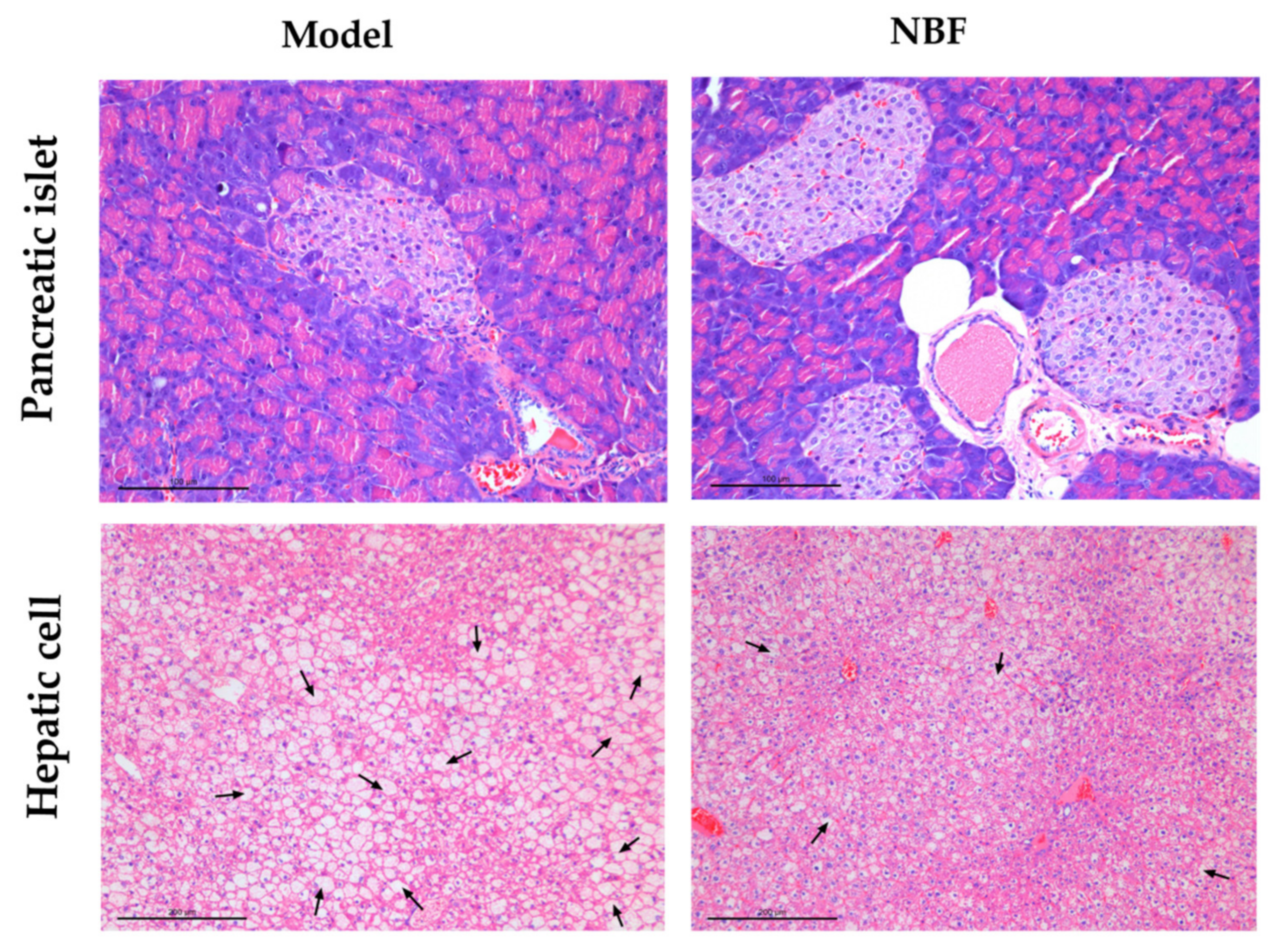 Nutrients 14 04413 g008 Nutrients 14 04413 g008