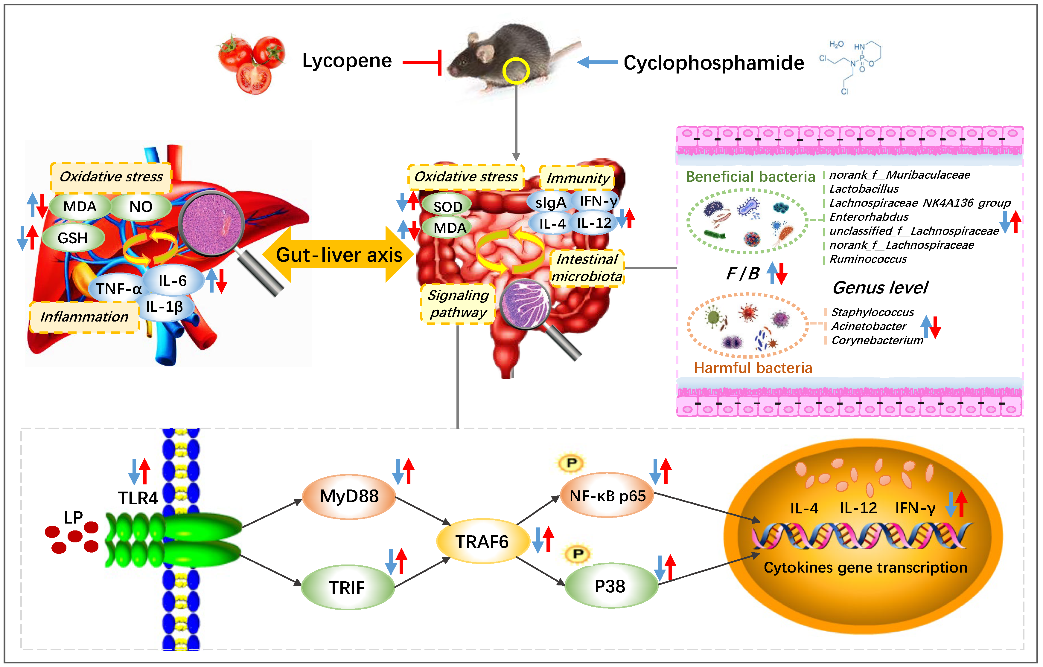 Nutrients 14 04467 g006 Nutrients 14 04467 g006