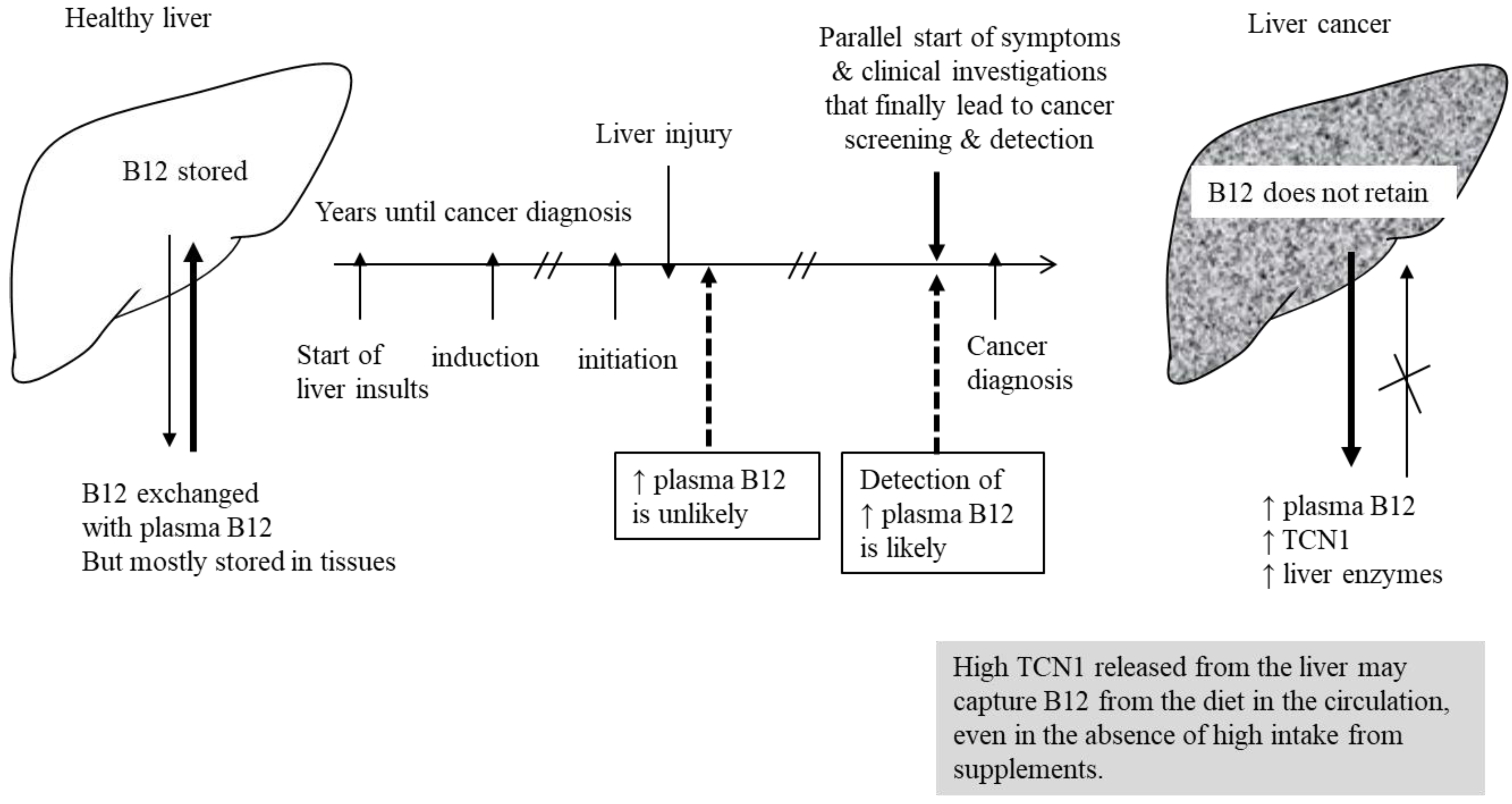 Nutrients Free Full Text High Plasma Vitamin B12 And Cancer In nutrients-free-full-text-high-plasma-vitamin-b12-and-cancer-in