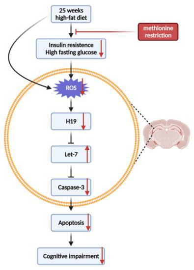 Methionine Restriction Improves Cognitive Ability by