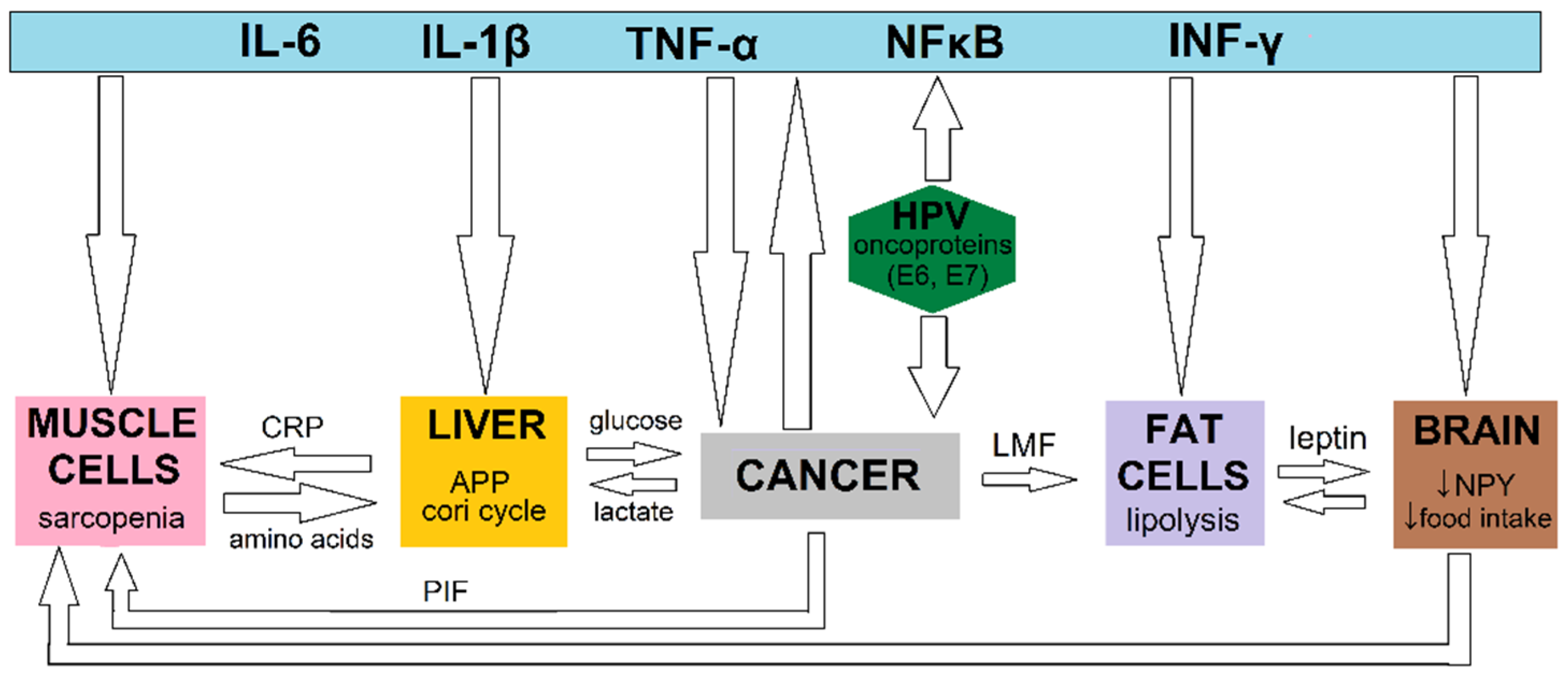 Nutrients 14 04528 g001 Nutrients 14 04528 g001