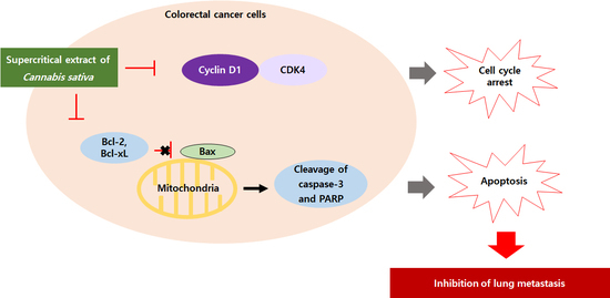 Nutrients | Free Full-Text | Supercritical Extract of Cannabis sativa ...