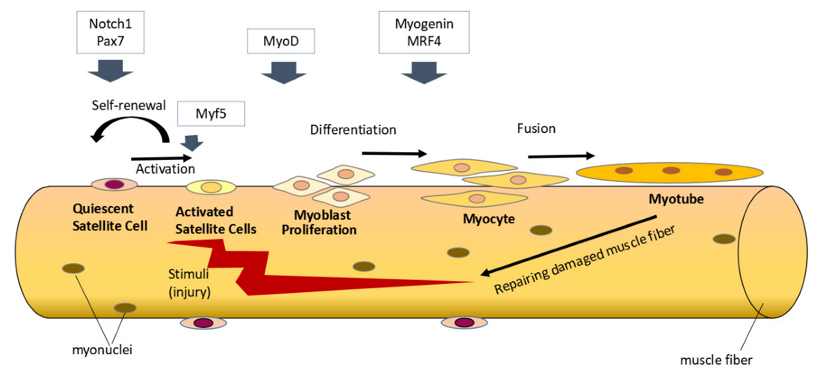 Nutrients 14 04558 g001