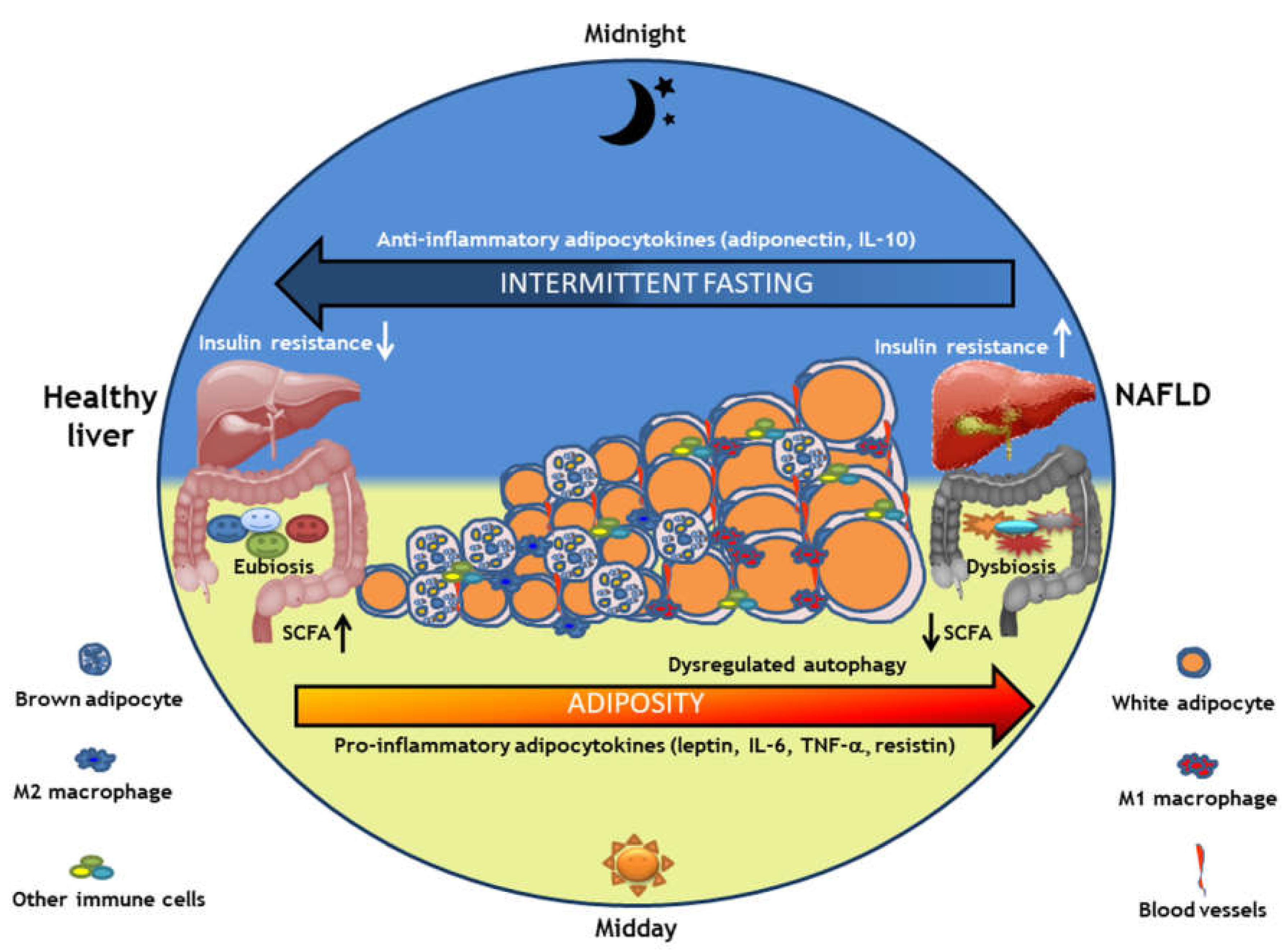 Nutrients Free Full Text The Role Of Intermittent Fasting In The 
