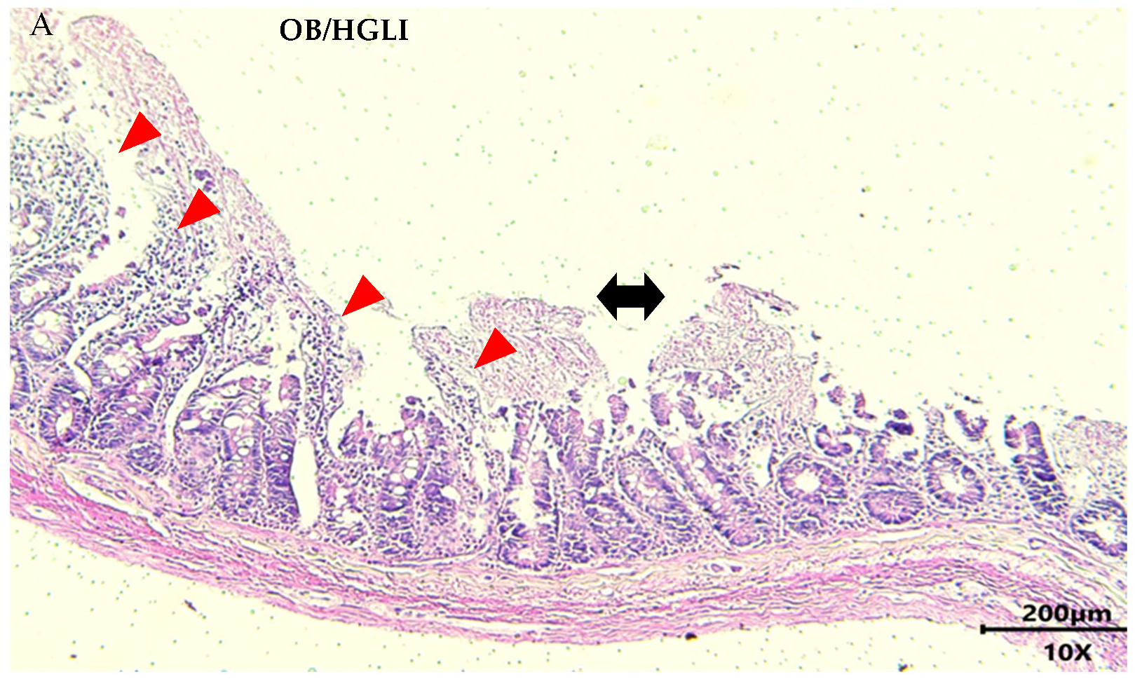 Nutrients 14 04669 g010a Nutrients 14 04669 g010a