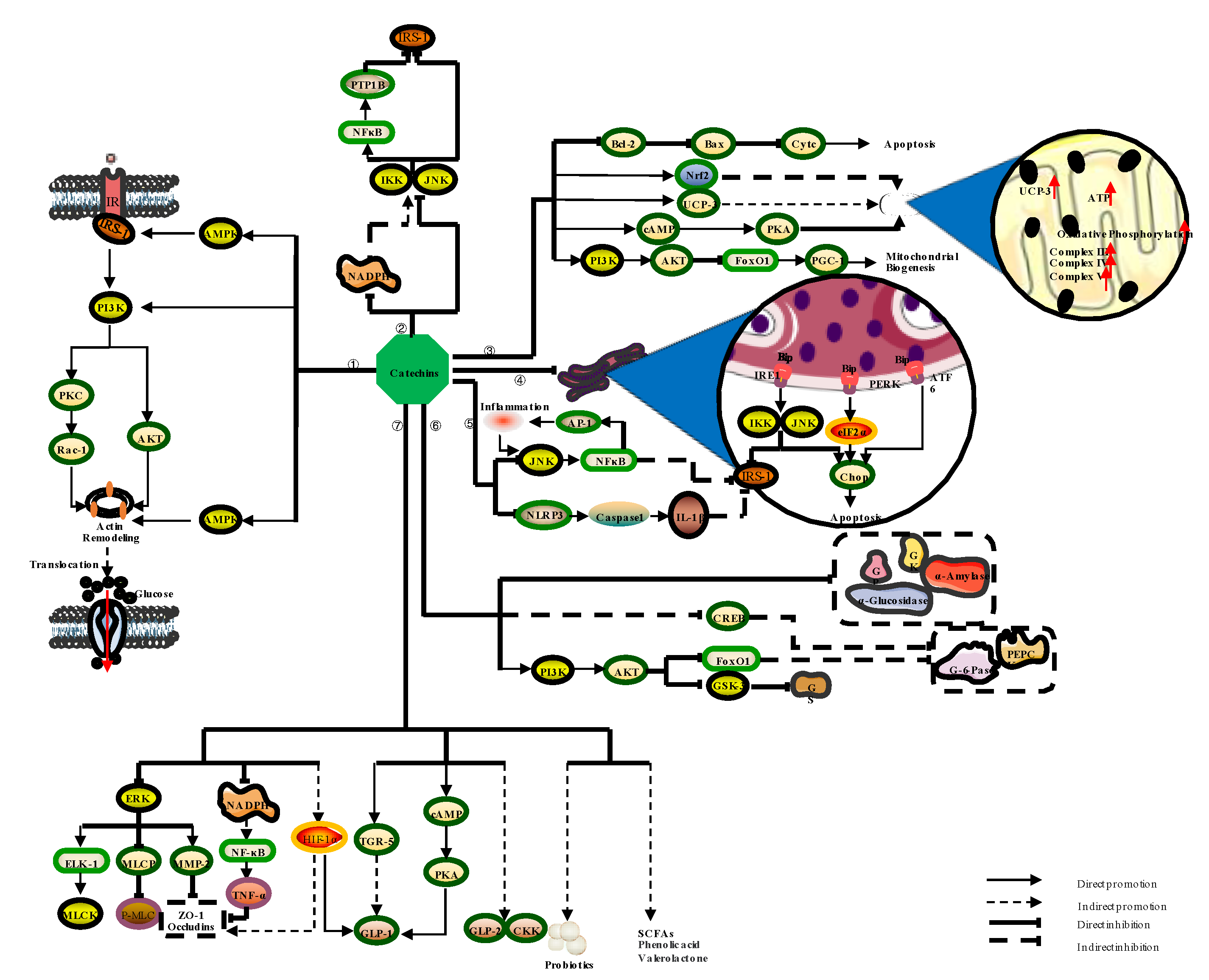 The Role of Catechins in Regulating Diabetes: An Update Review
