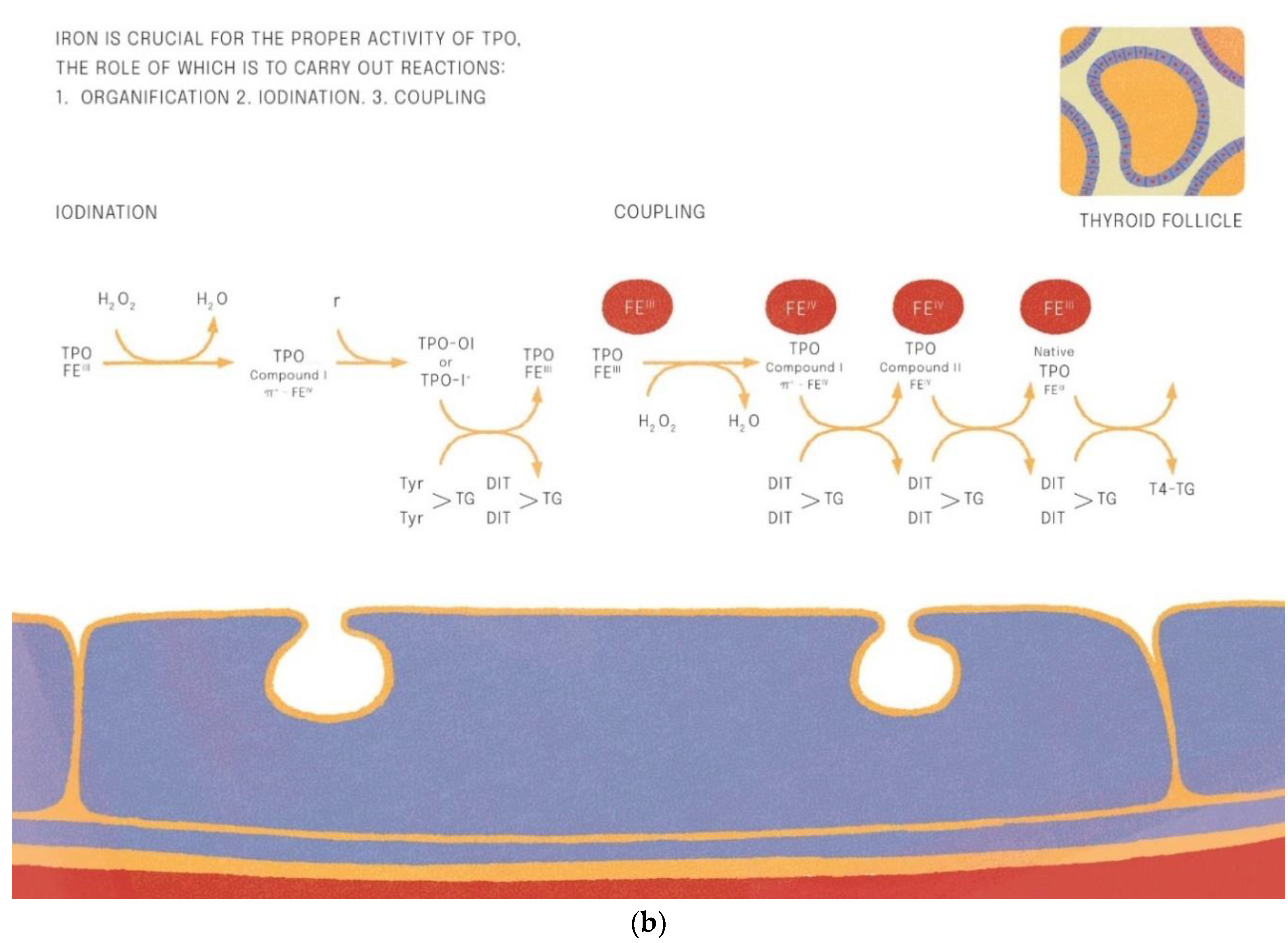 Nutrients 14 04682 g001b Nutrients 14 04682 g001b