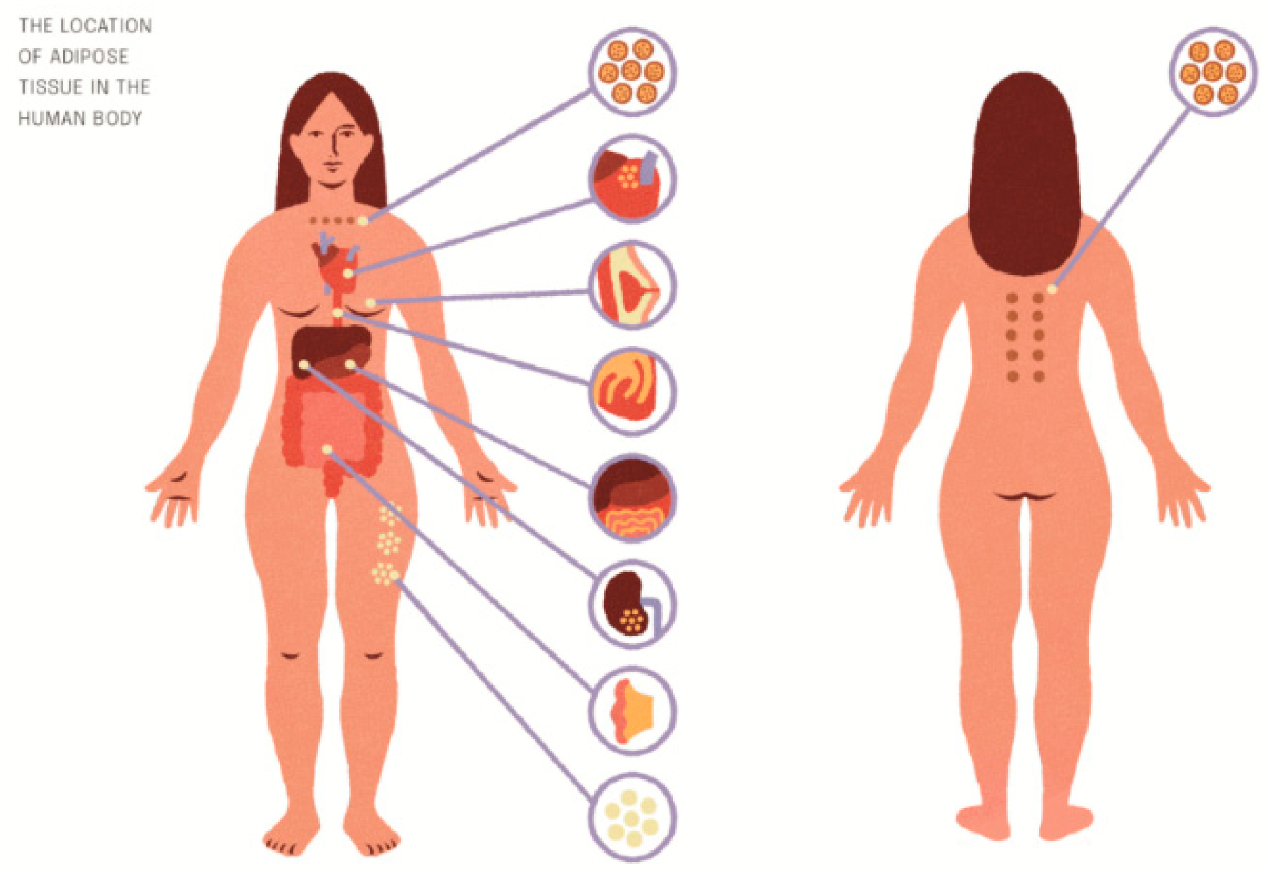 Nutrients 14 04693 g001 Nutrients 14 04693 g001