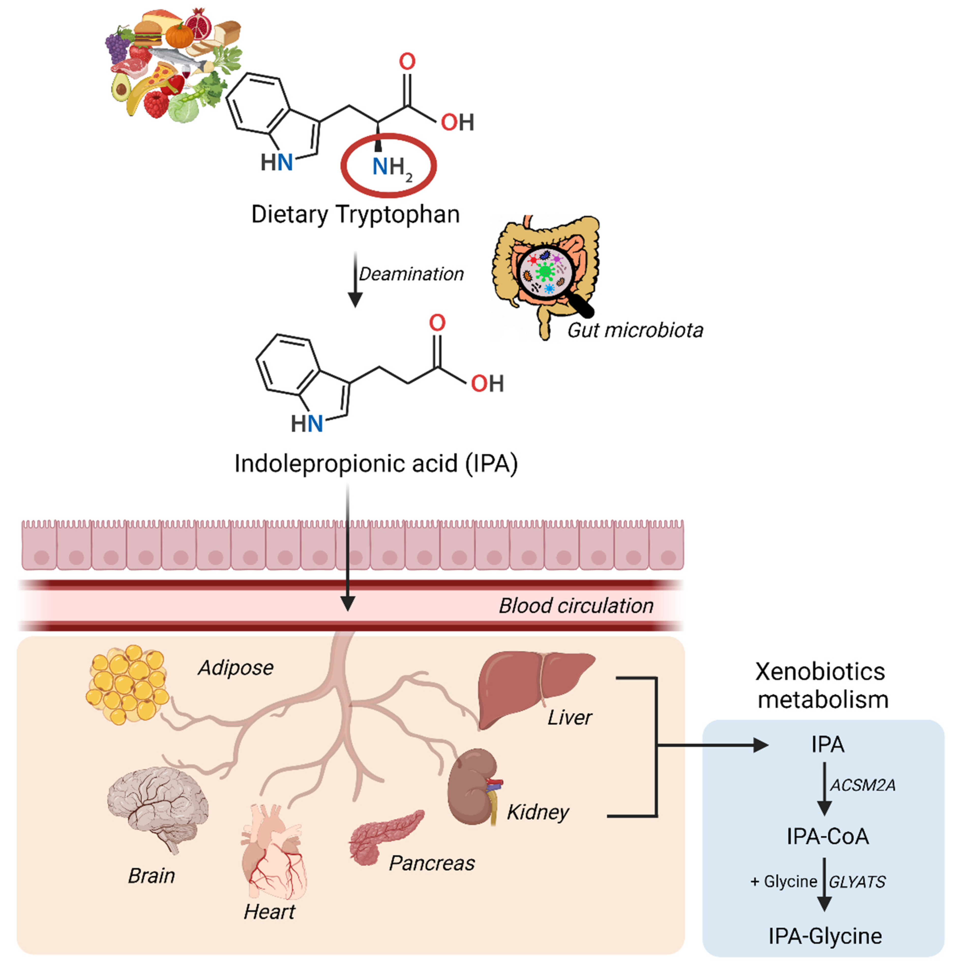 Nutrients 14 04695 g001 Nutrients 14 04695 g001