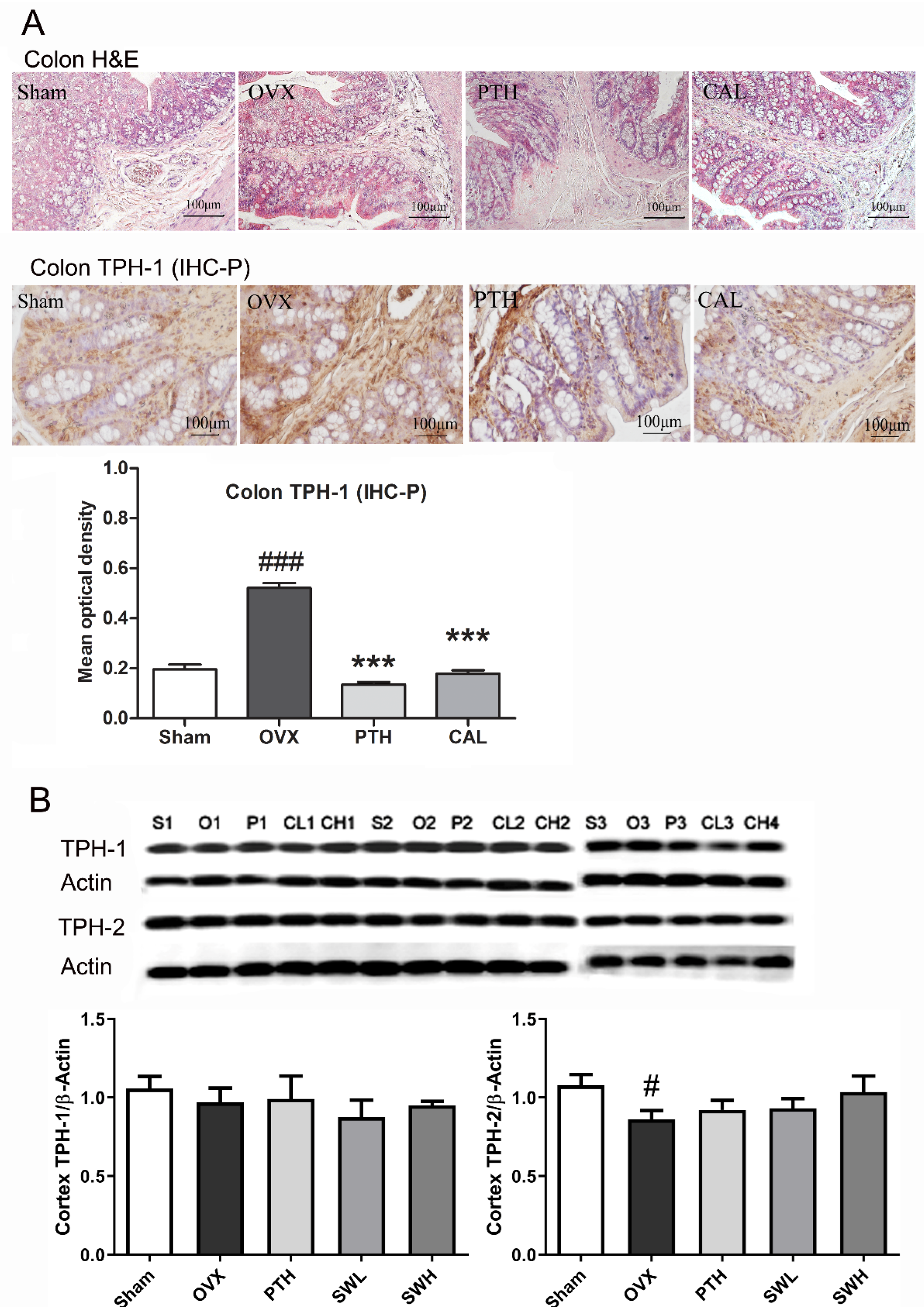 Nutrients 14 04718 g004 Nutrients 14 04718 g004