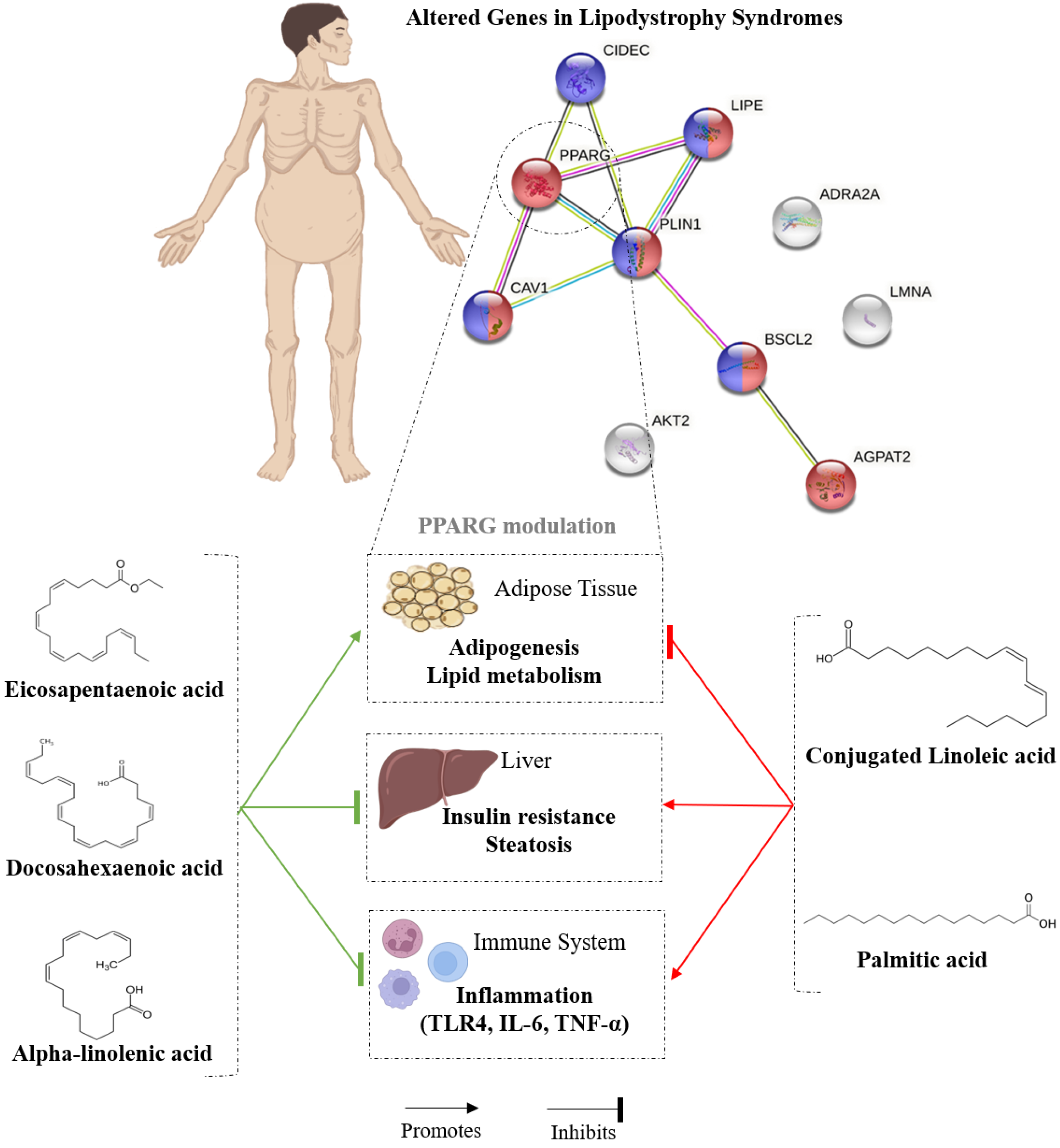 Nutrients 14 04742 g003 Nutrients 14 04742 g003