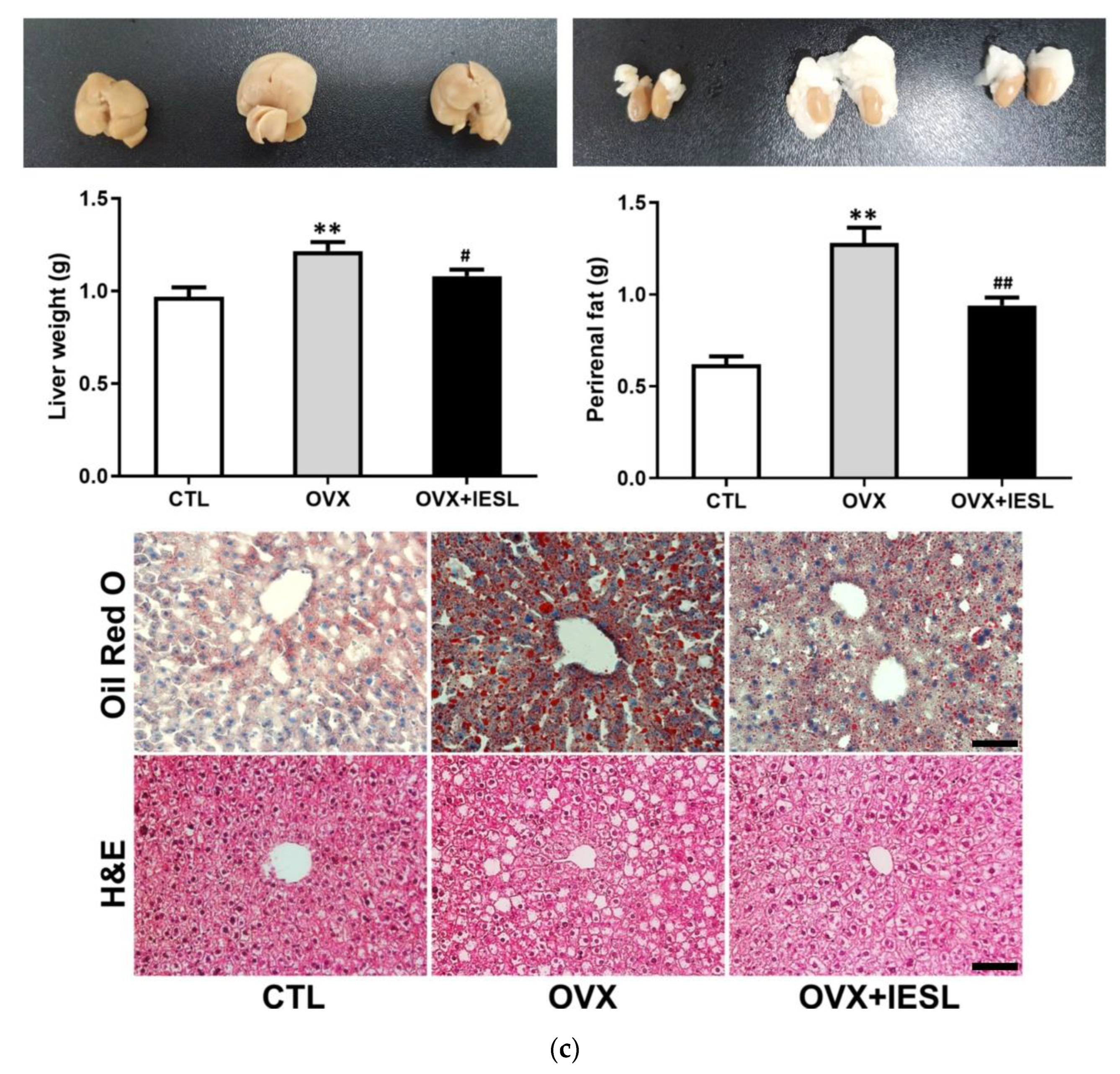 Nutrients 14 04753 g002b Nutrients 14 04753 g002b