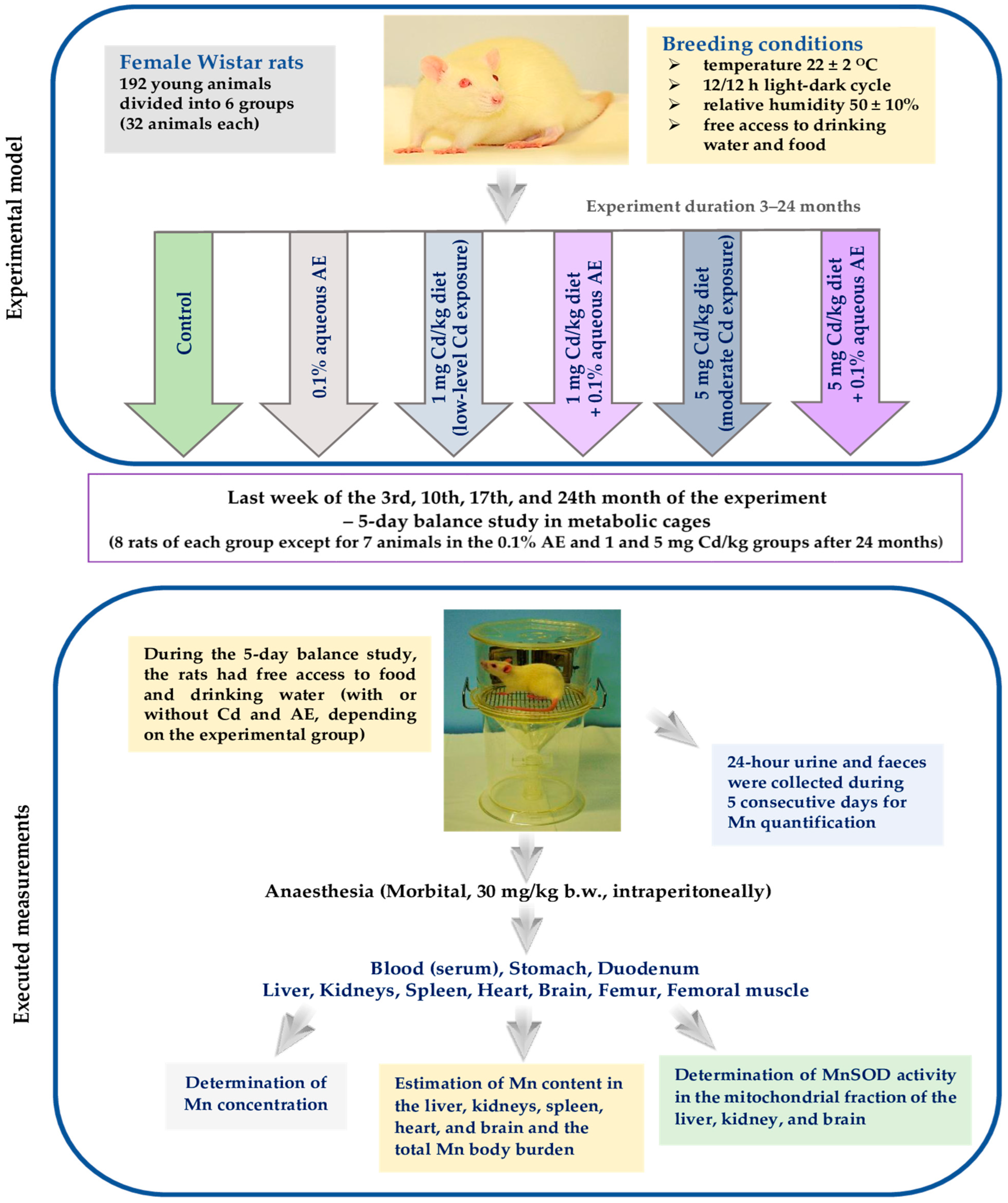 Nutrients | Free Full-Text | The Body Status of Manganese and Activity of  This Element-Dependent Mitochondrial Superoxide Dismutase in a Rat Model of  Human Exposure to Cadmium and Co-Administration of Aronia melanocarpa